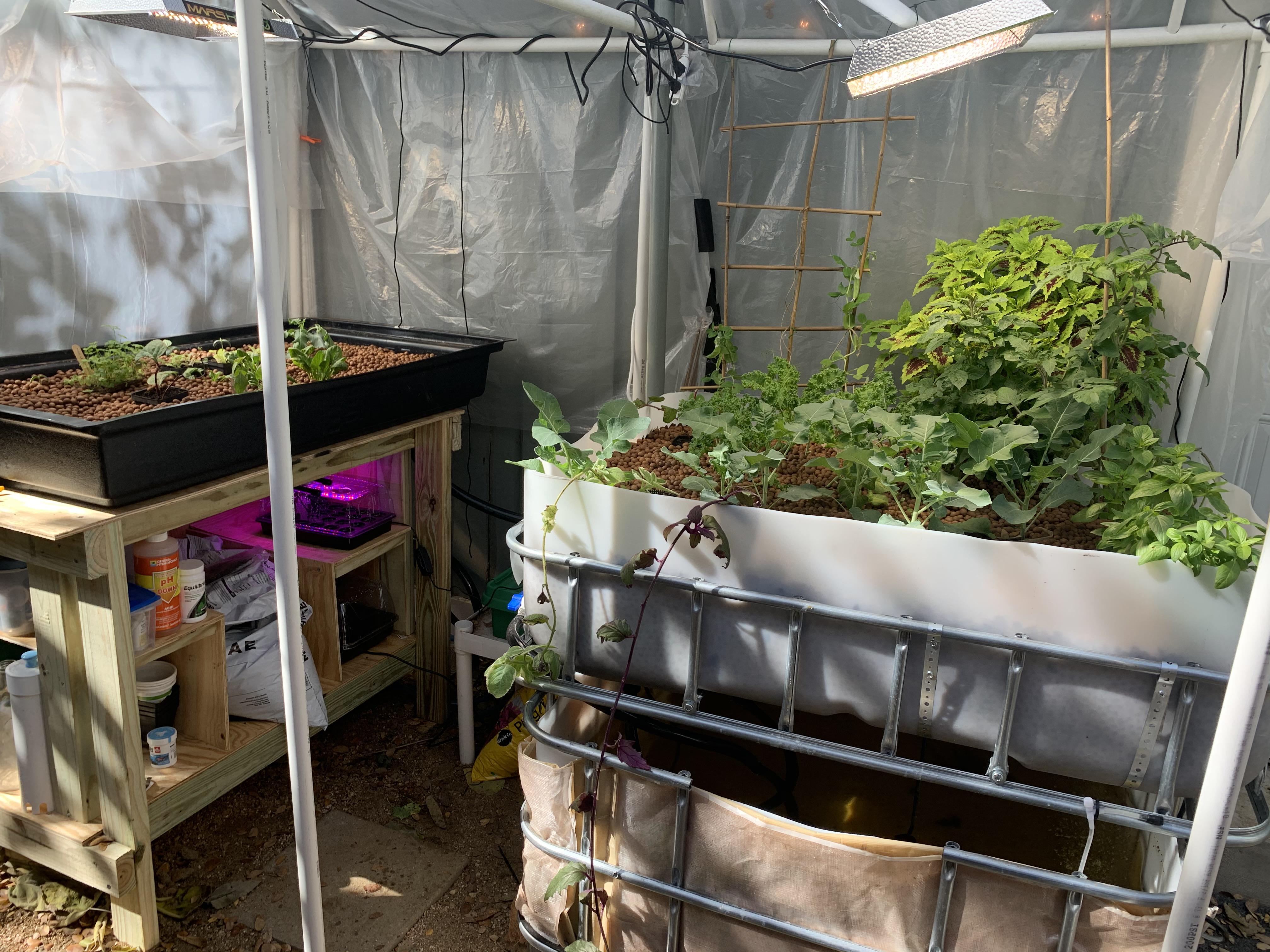 First go at aquaponics. 6 weeks since adding the first plants. Starting