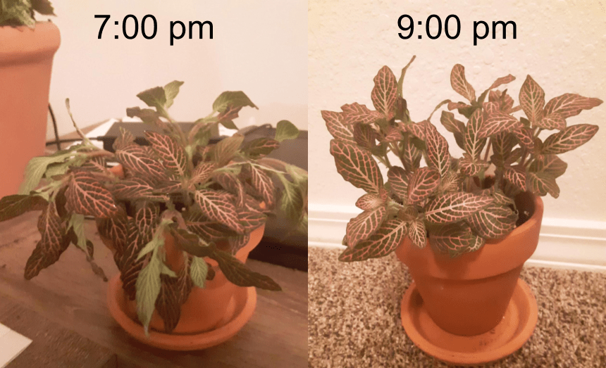 Who said plants can't talk? Right before watering to two hours after