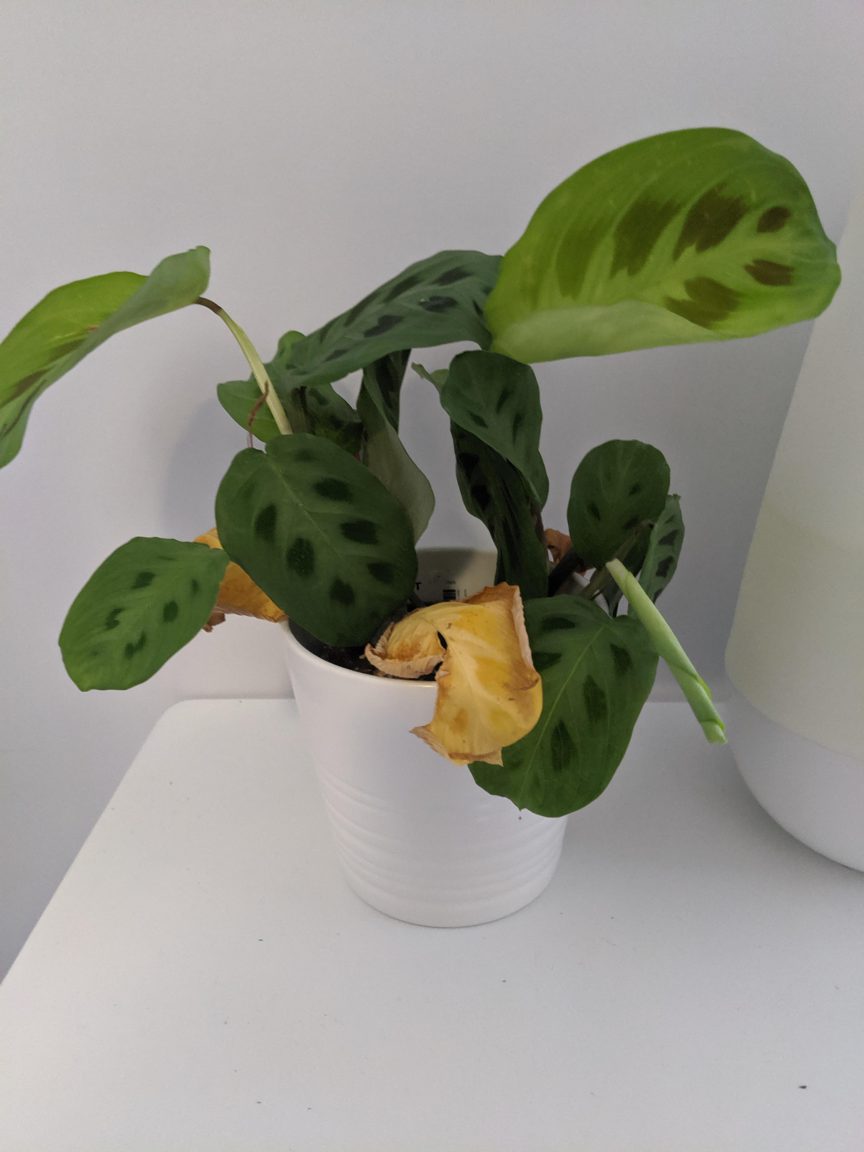 My Prayer plant's leaves are turning yellow! It flowered just a couple