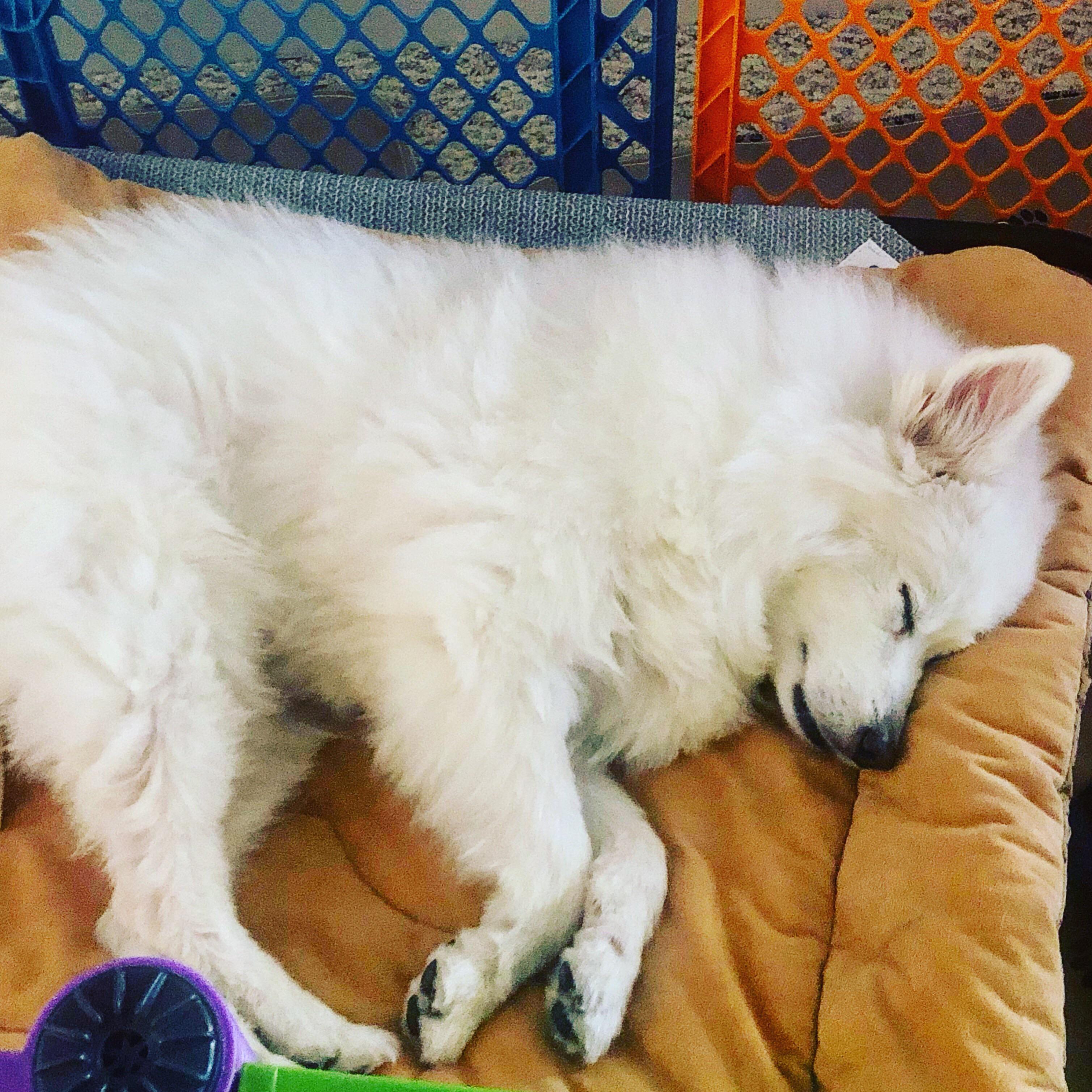 How long did your American Eskimo dog live? Mine is nearing 13 but acts