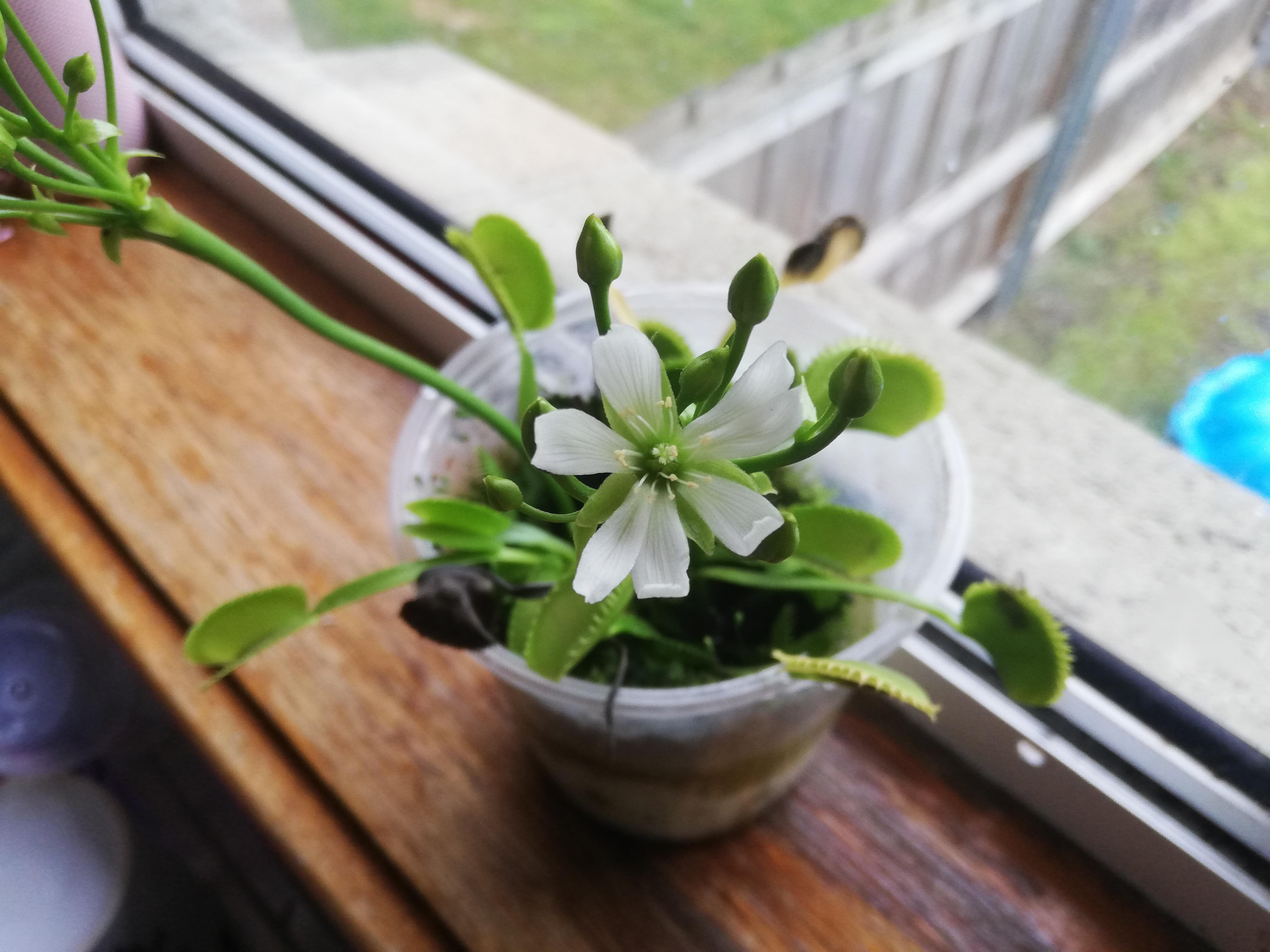 The flower of a Venus flytrap r/mildlyinteresting