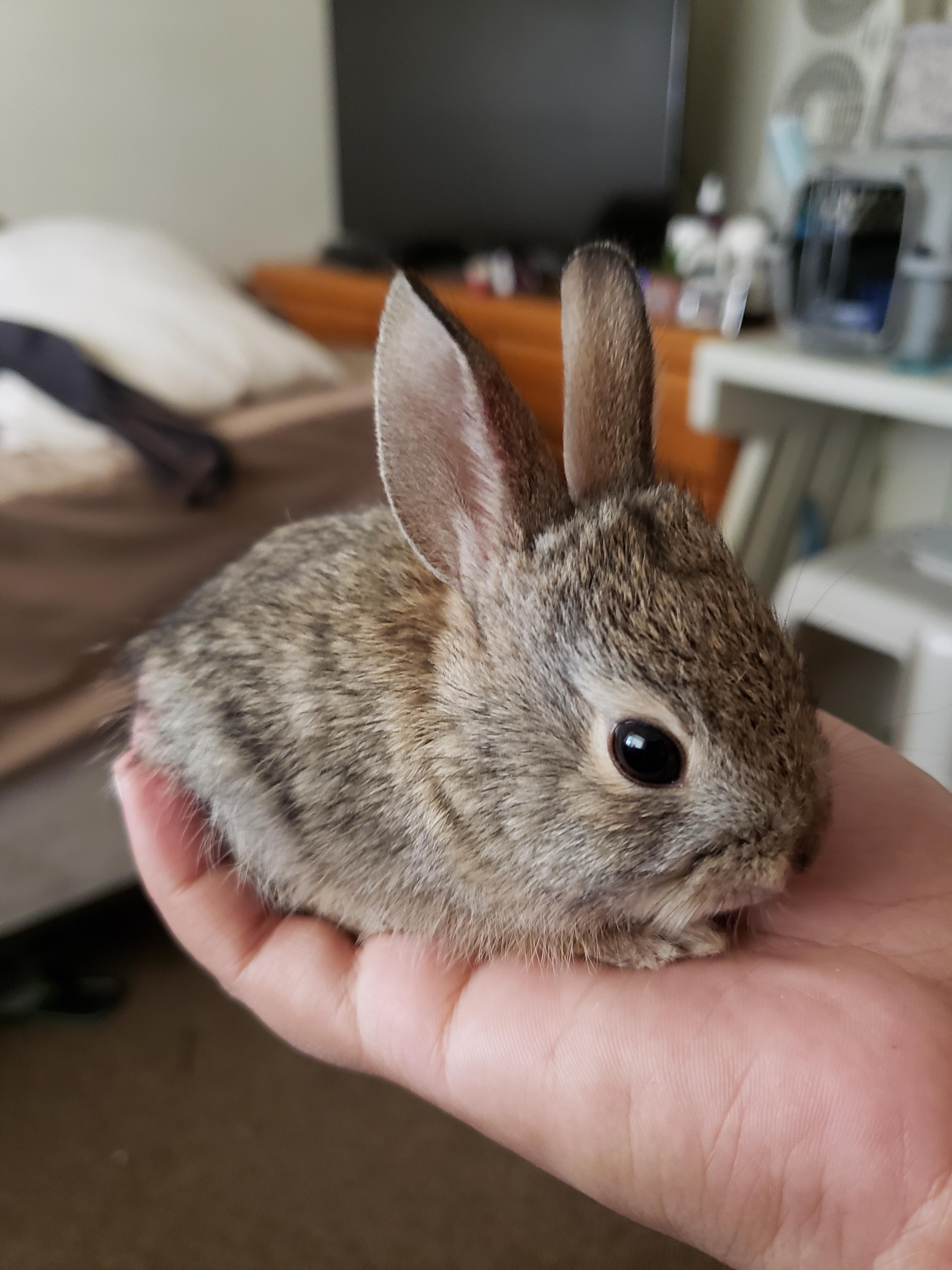 An old picture of our little baby cottontail. r/aww