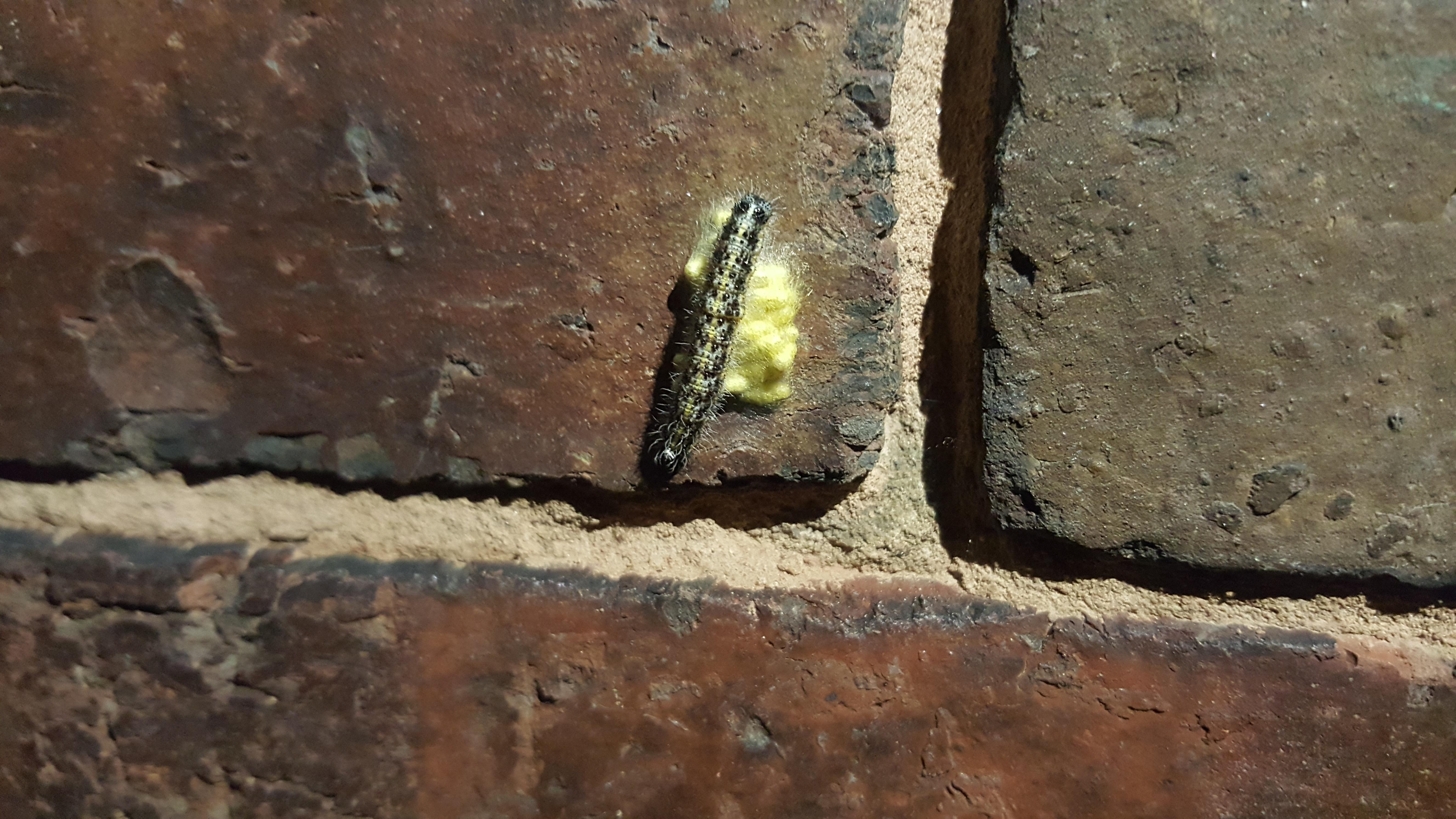 What is this Caterpillar and why is It on top of yellow eggs? (UK) r