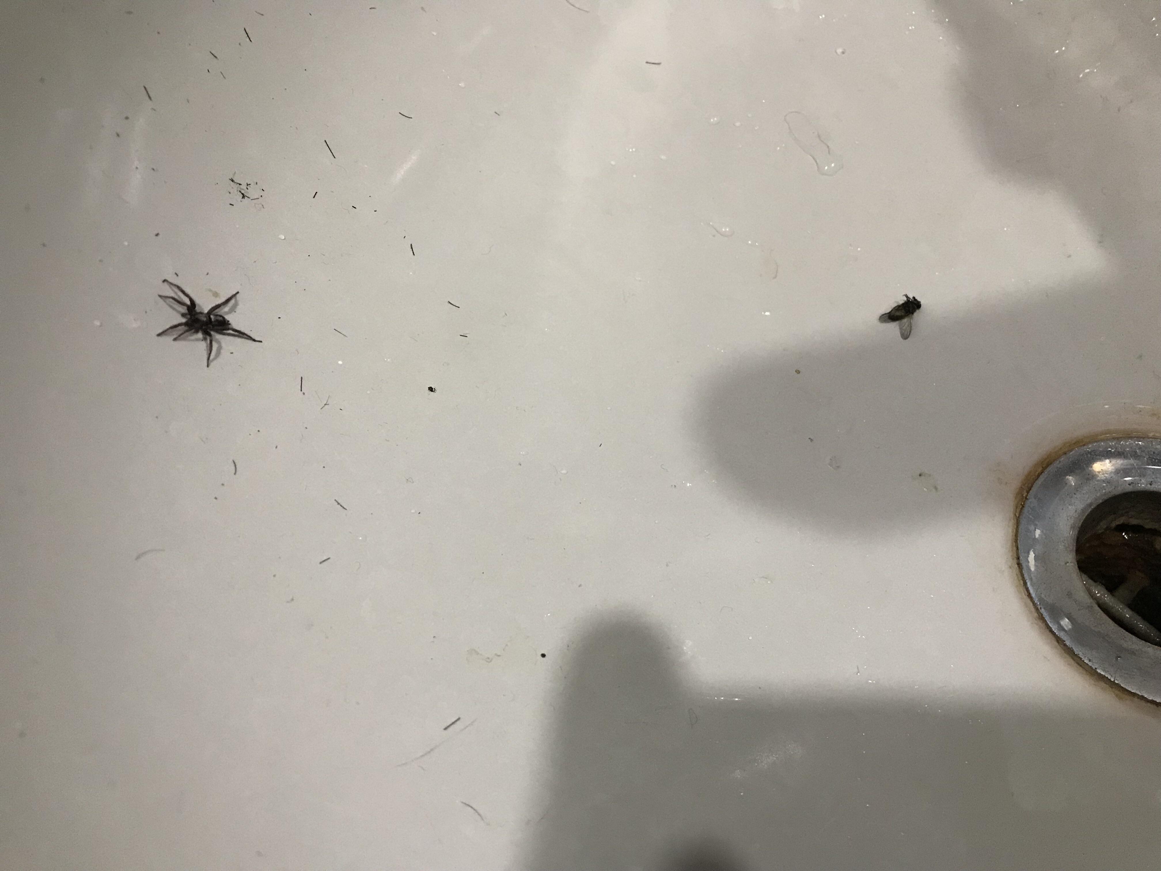 I left a spider in my sink and it still managed to catch a fly while in