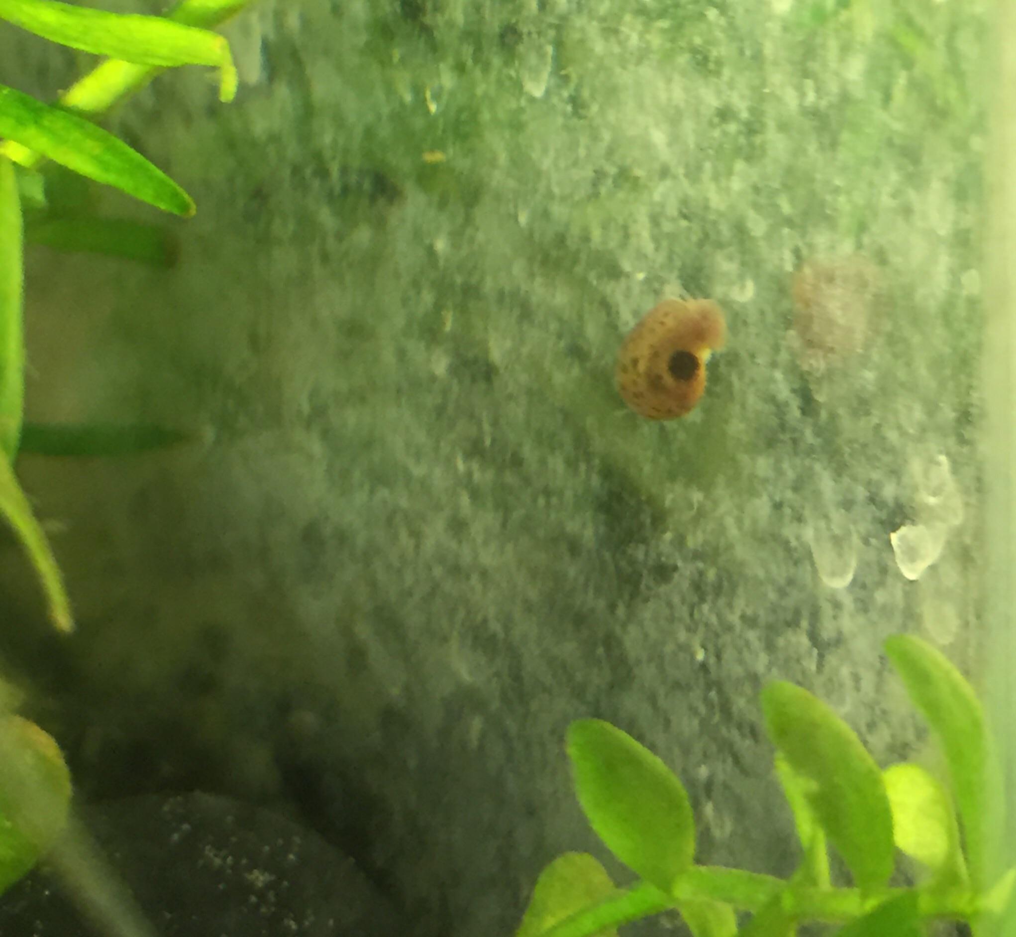 I found a baby snail in my tank for the first time ever!! It's so tiny