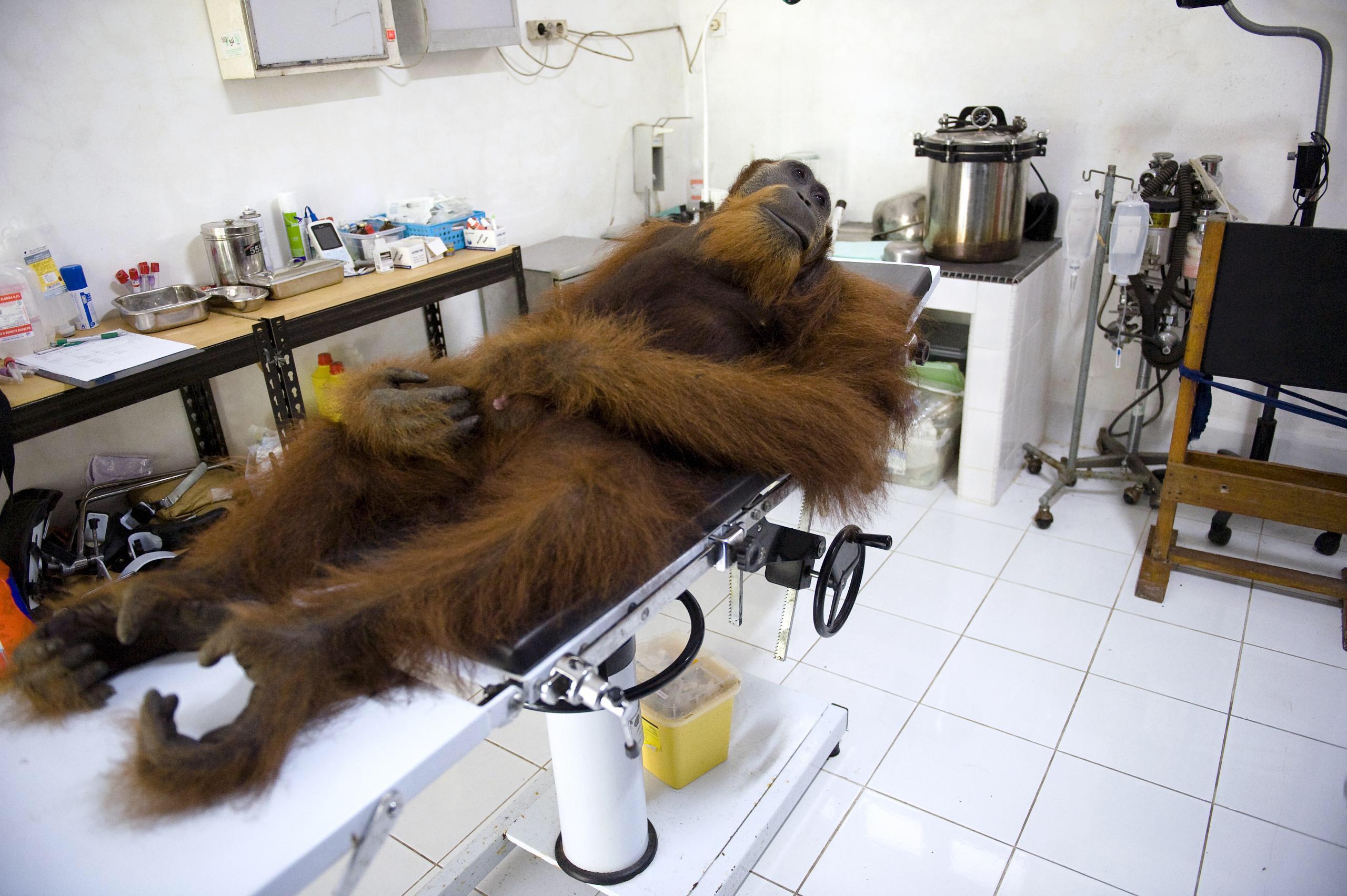 Angelo, one of Indonesia’s last orangutans, awaiting an operation to