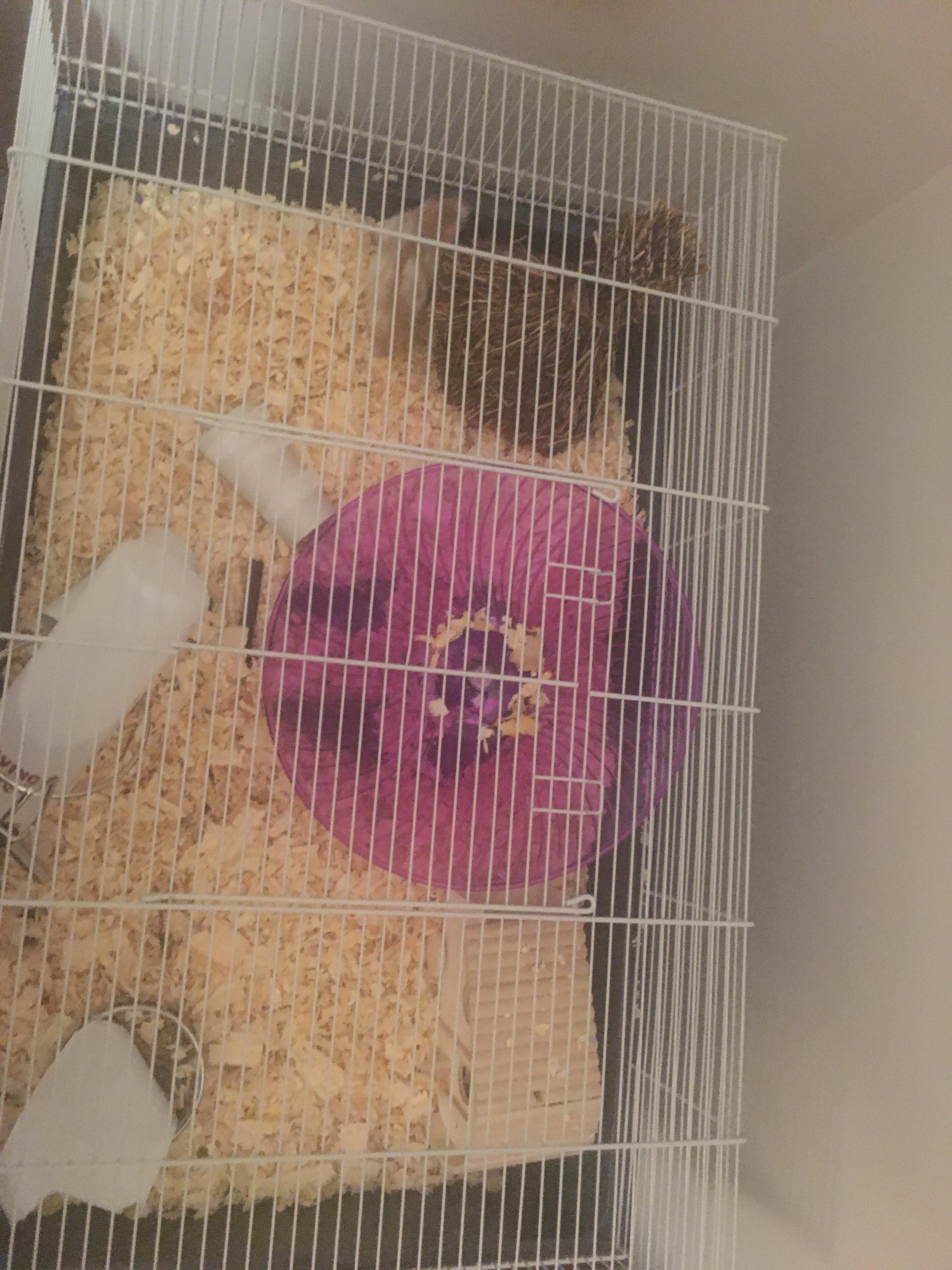 Cage size. Is cage size ok? Not asking if it’s the best cage, just if