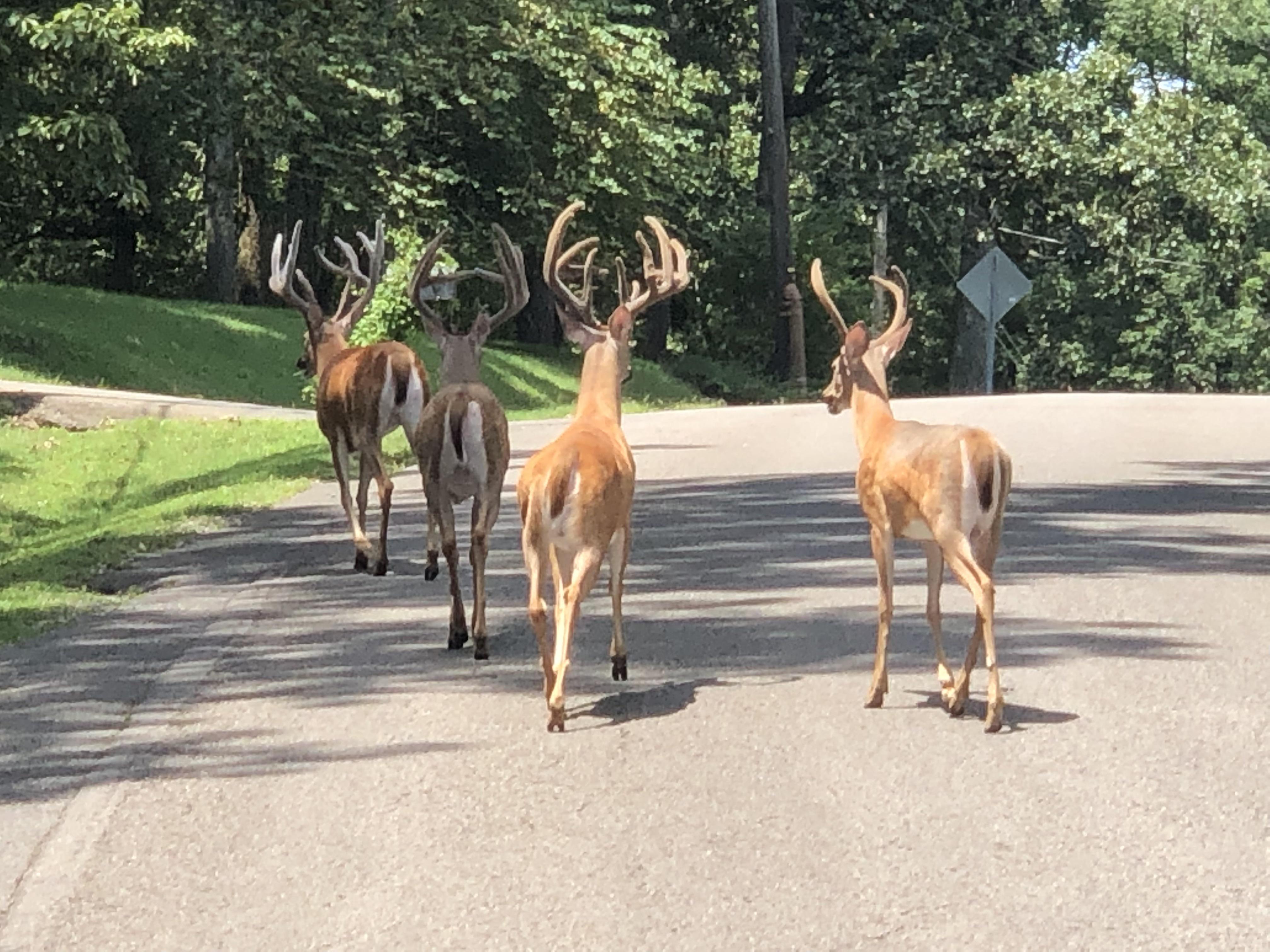 Just a few neighborhood bucks taking a stroll, Nashville TN. r/Hunting