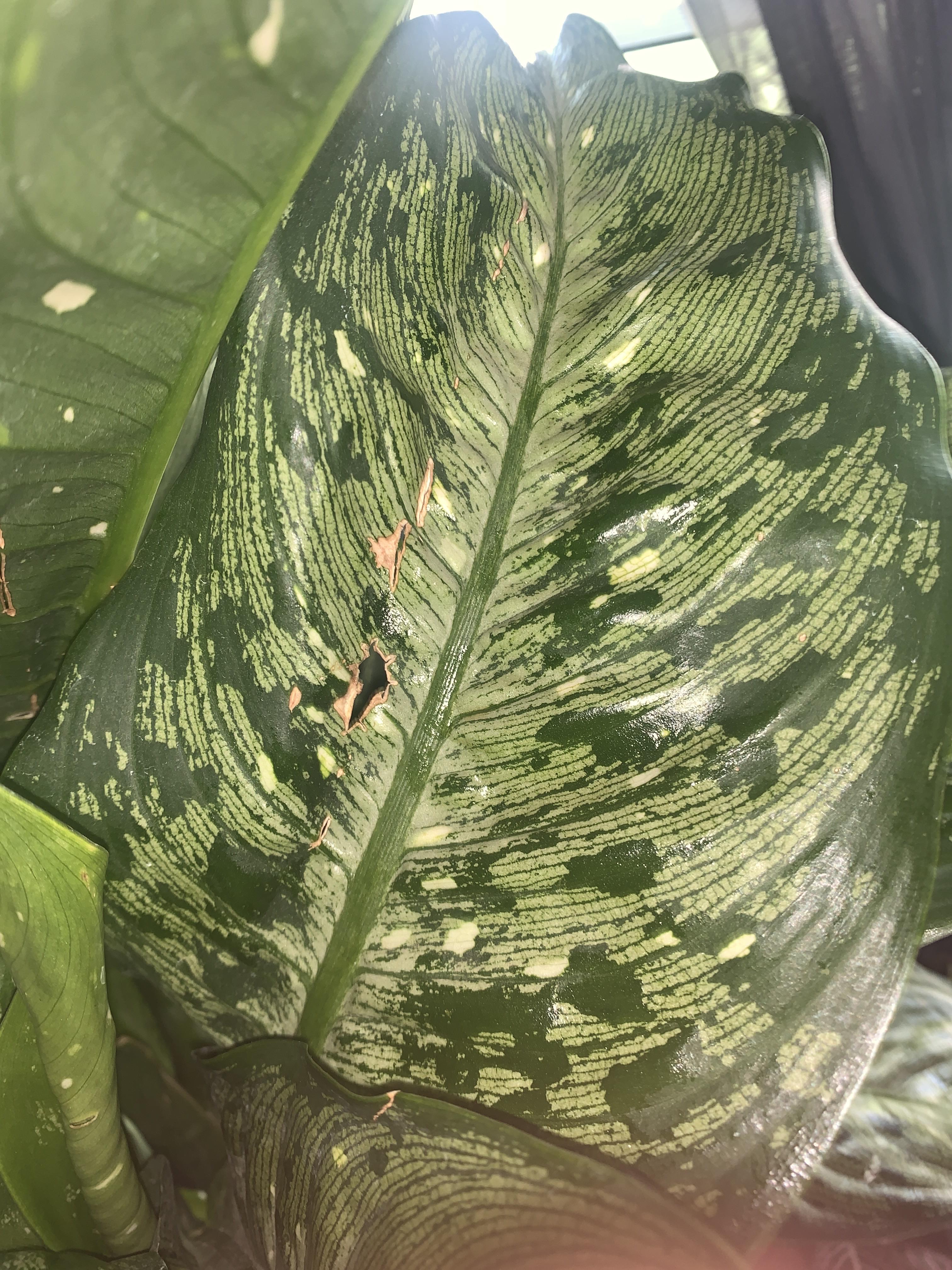 Brown spots on Dumb cane. Just got this from my local Walmart nursery