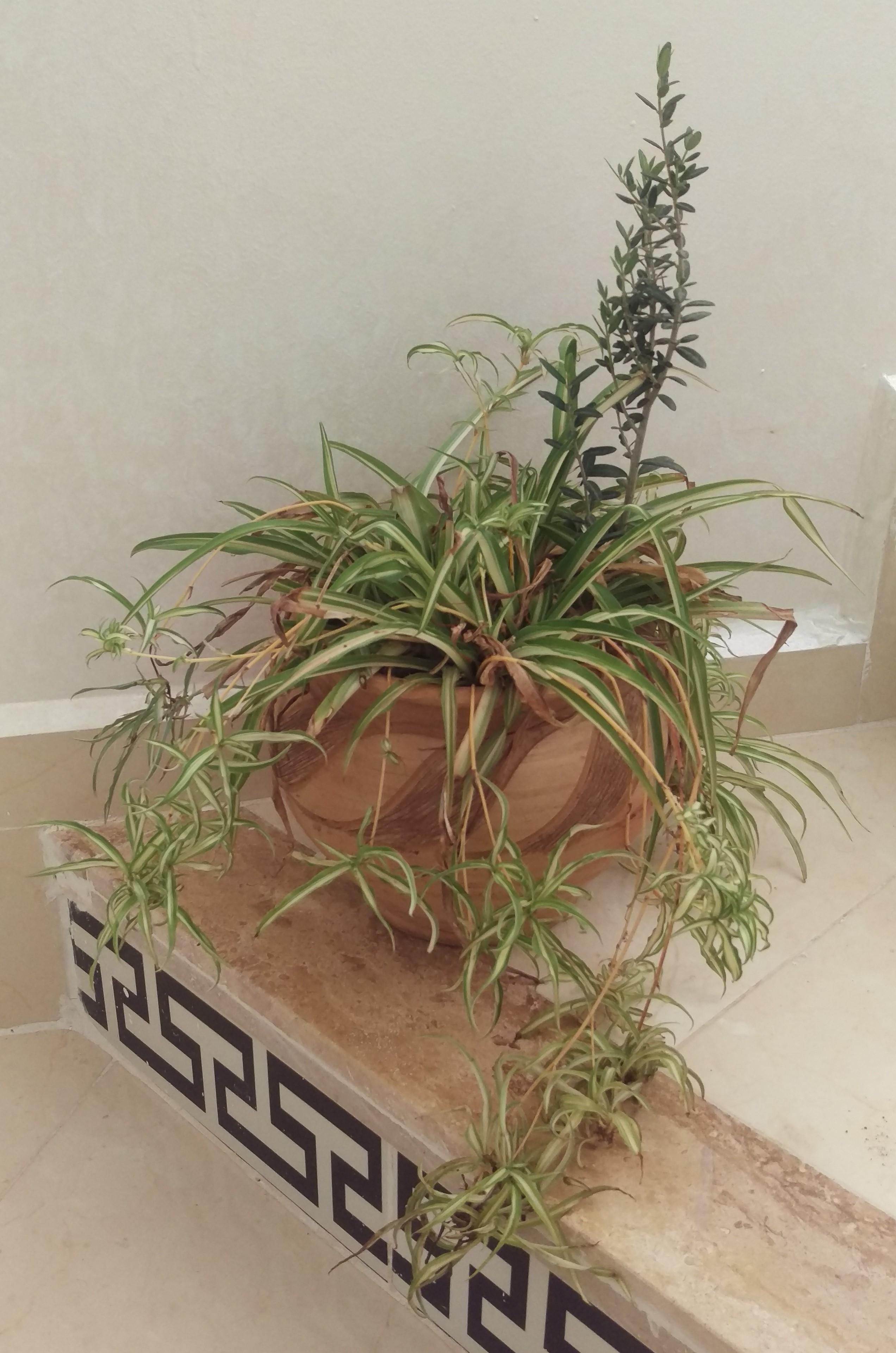 How to make this spider plant look healthy again?