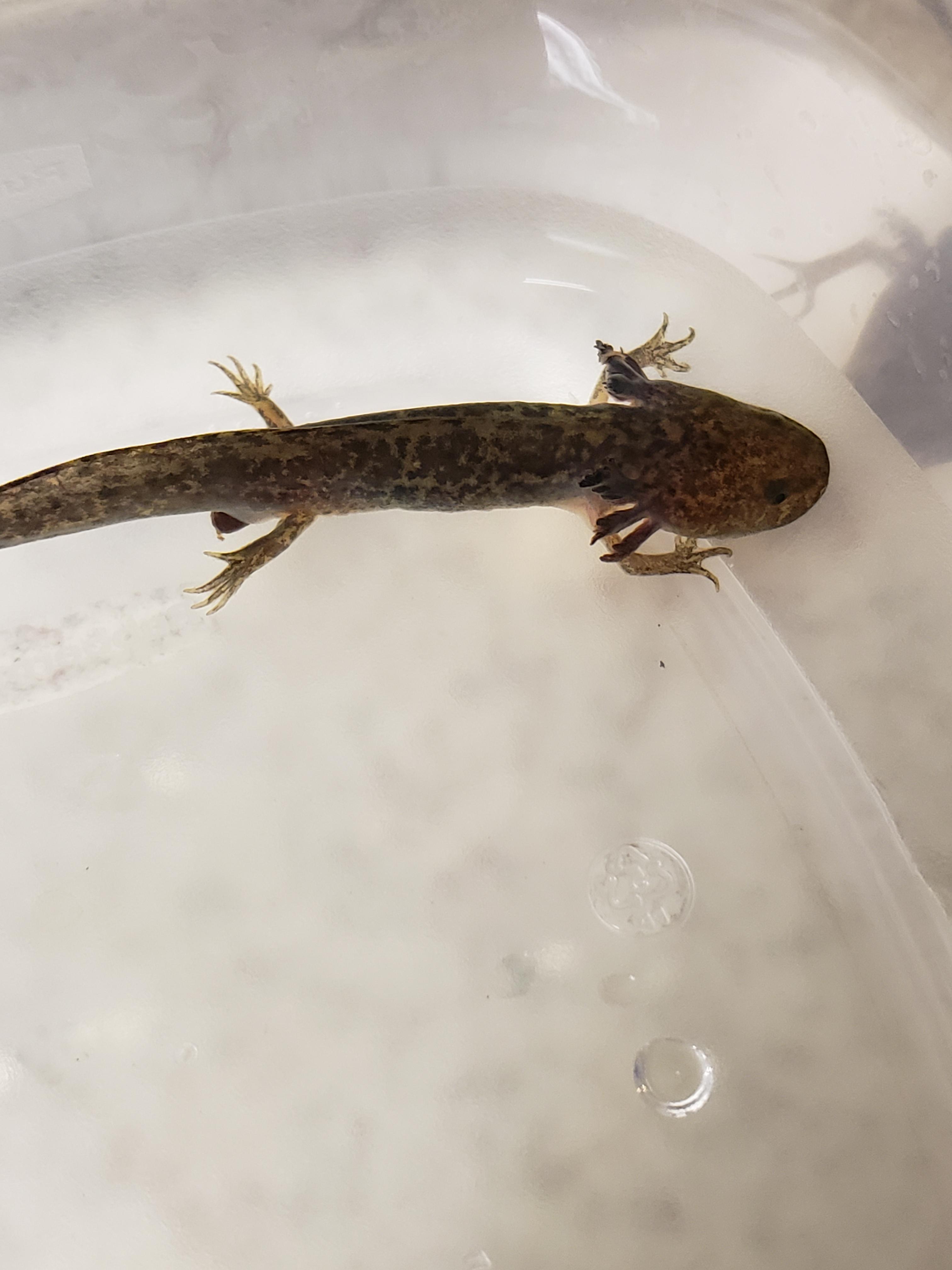 My axolotl has a fungus and this is my first time, I've done tea baths