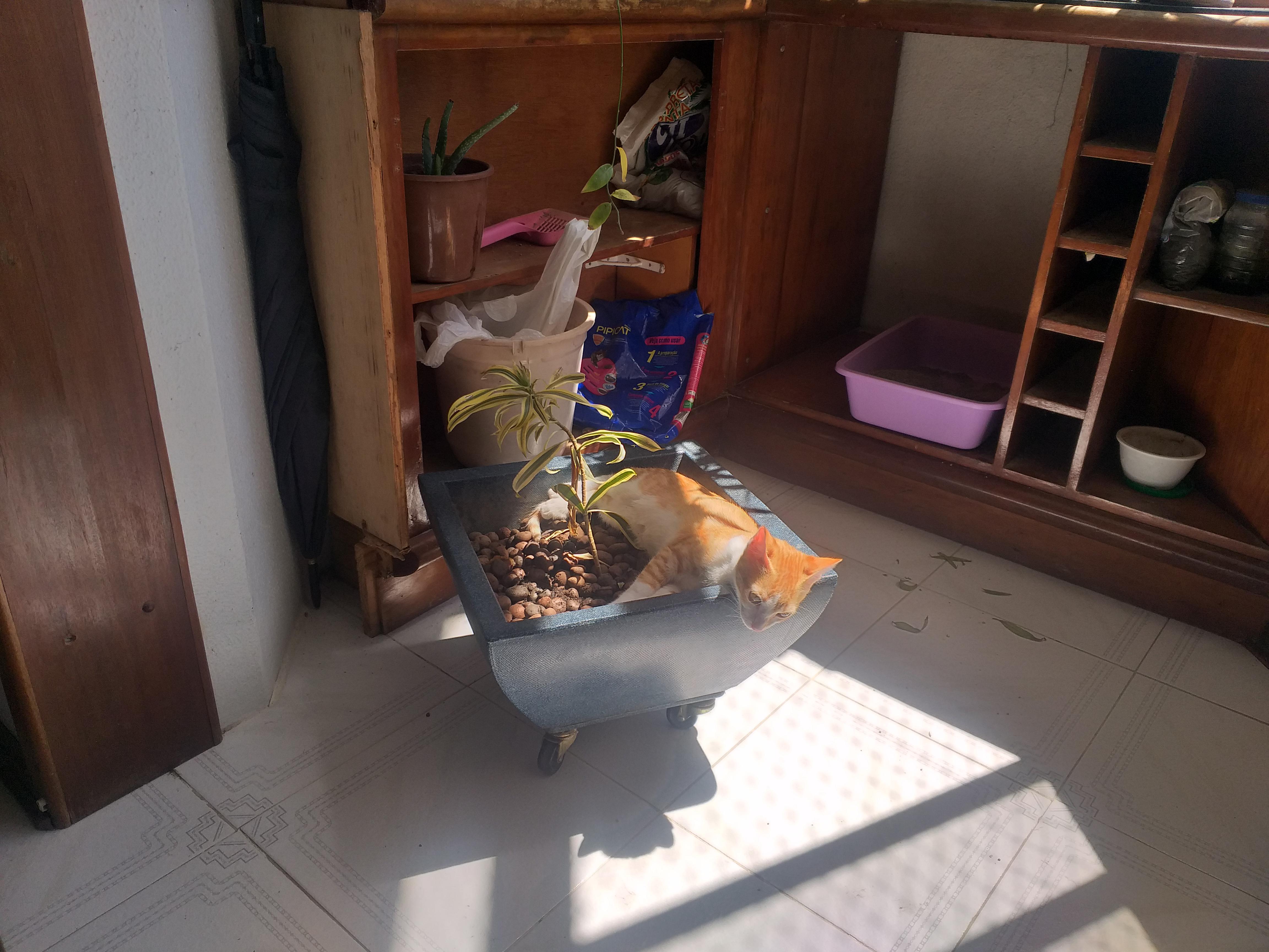 Paçoca, my little cat eating and sleeping in my plants r/pottedcats