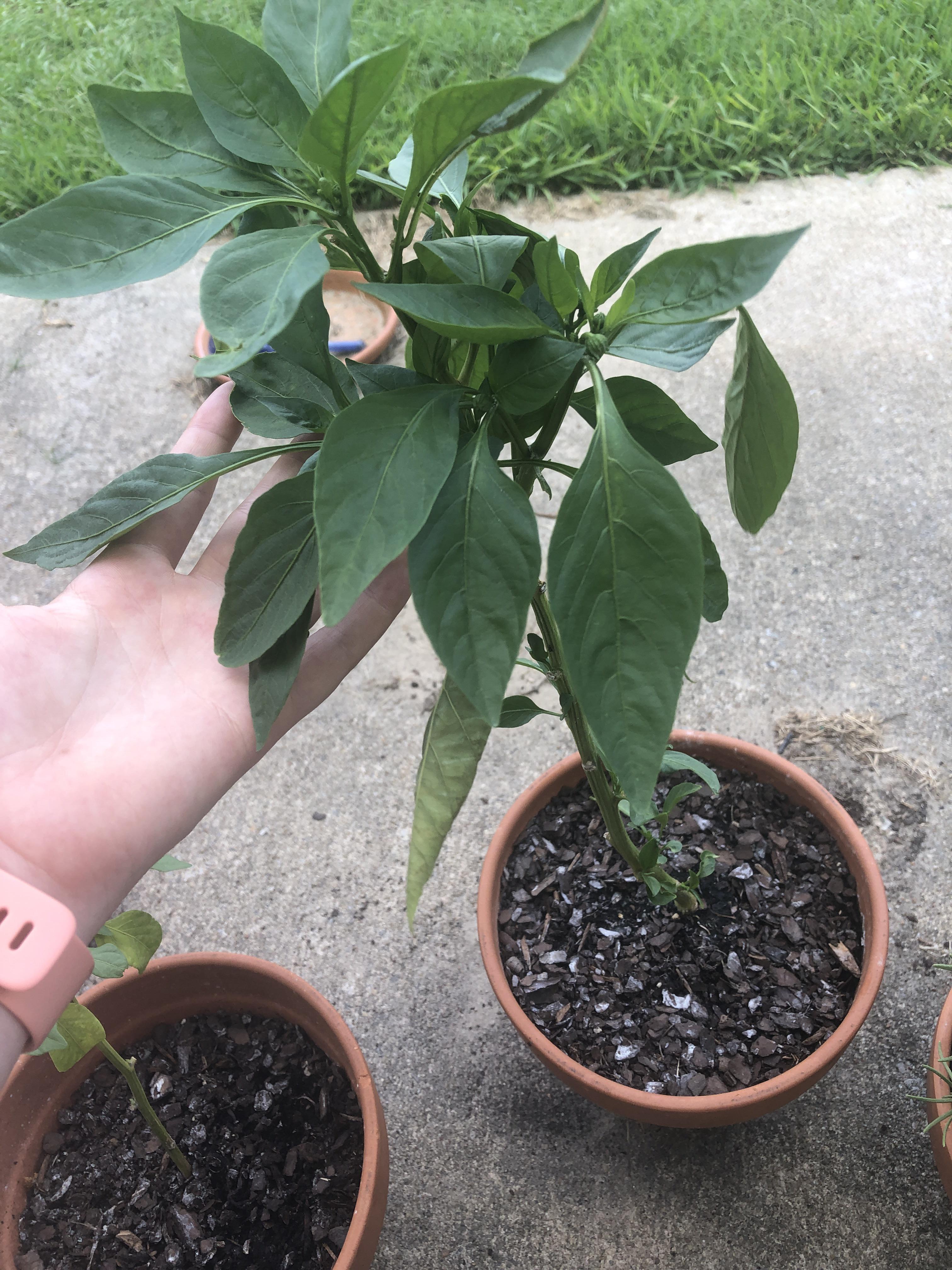 Should I pinch the buds off my pepper plant so more of the plant can