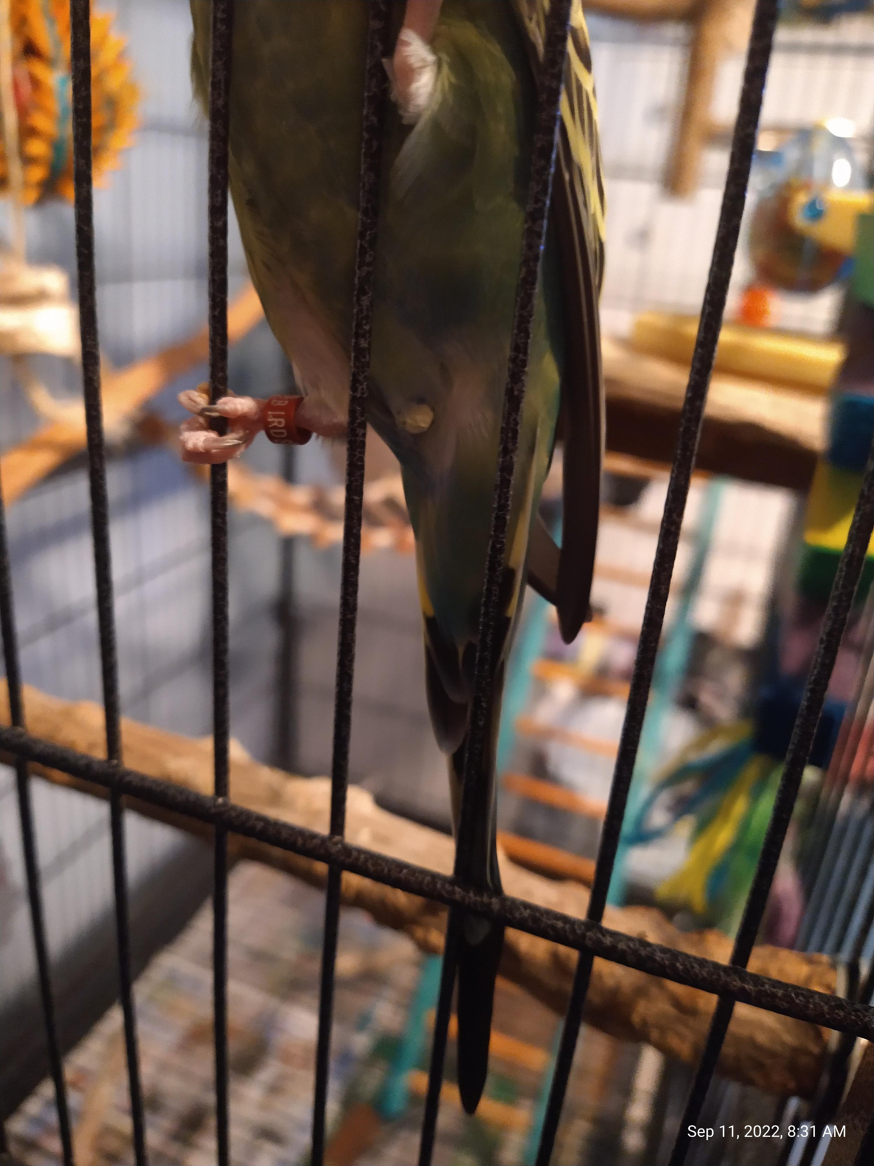 poop stuck to vent r/budgies