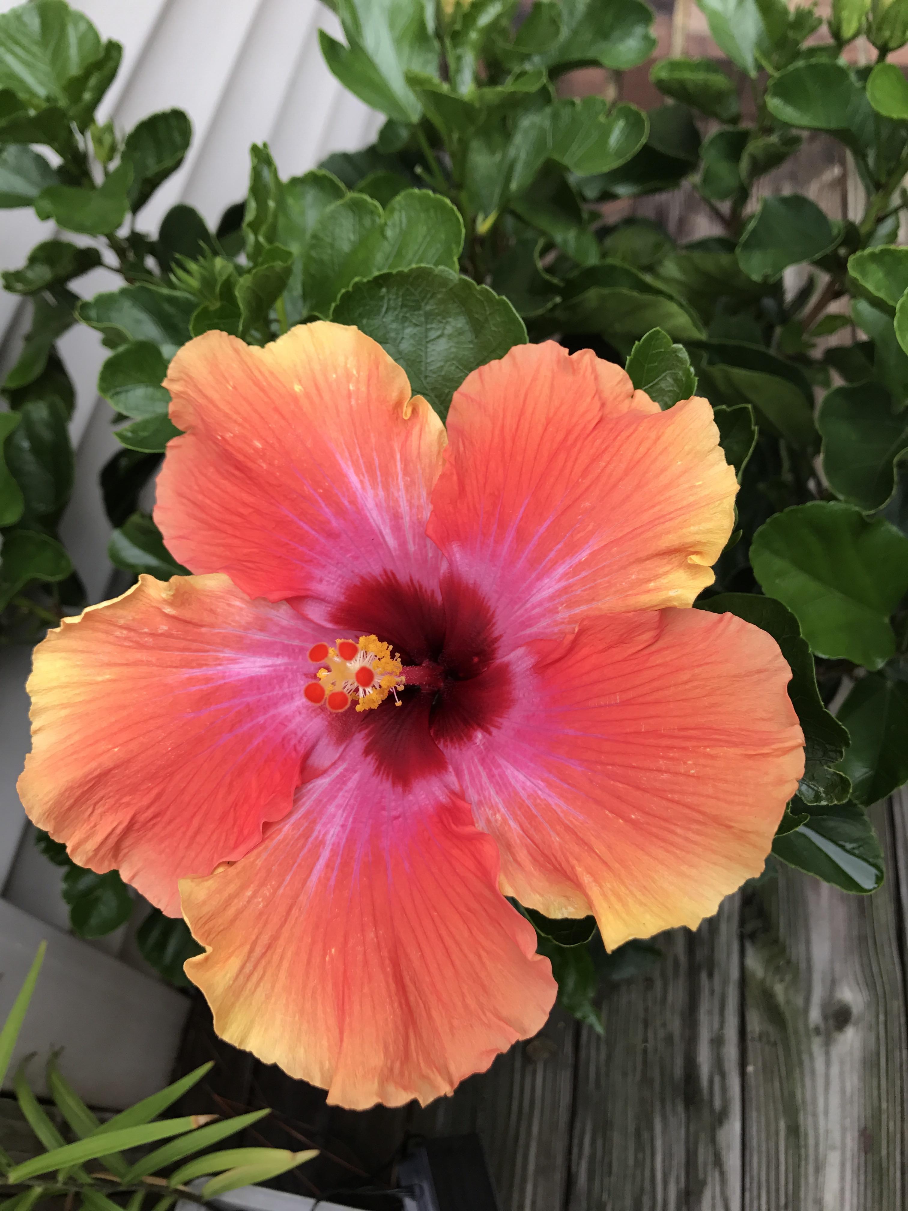 I bought an "orange" hibiscus. I never imagined it would be this