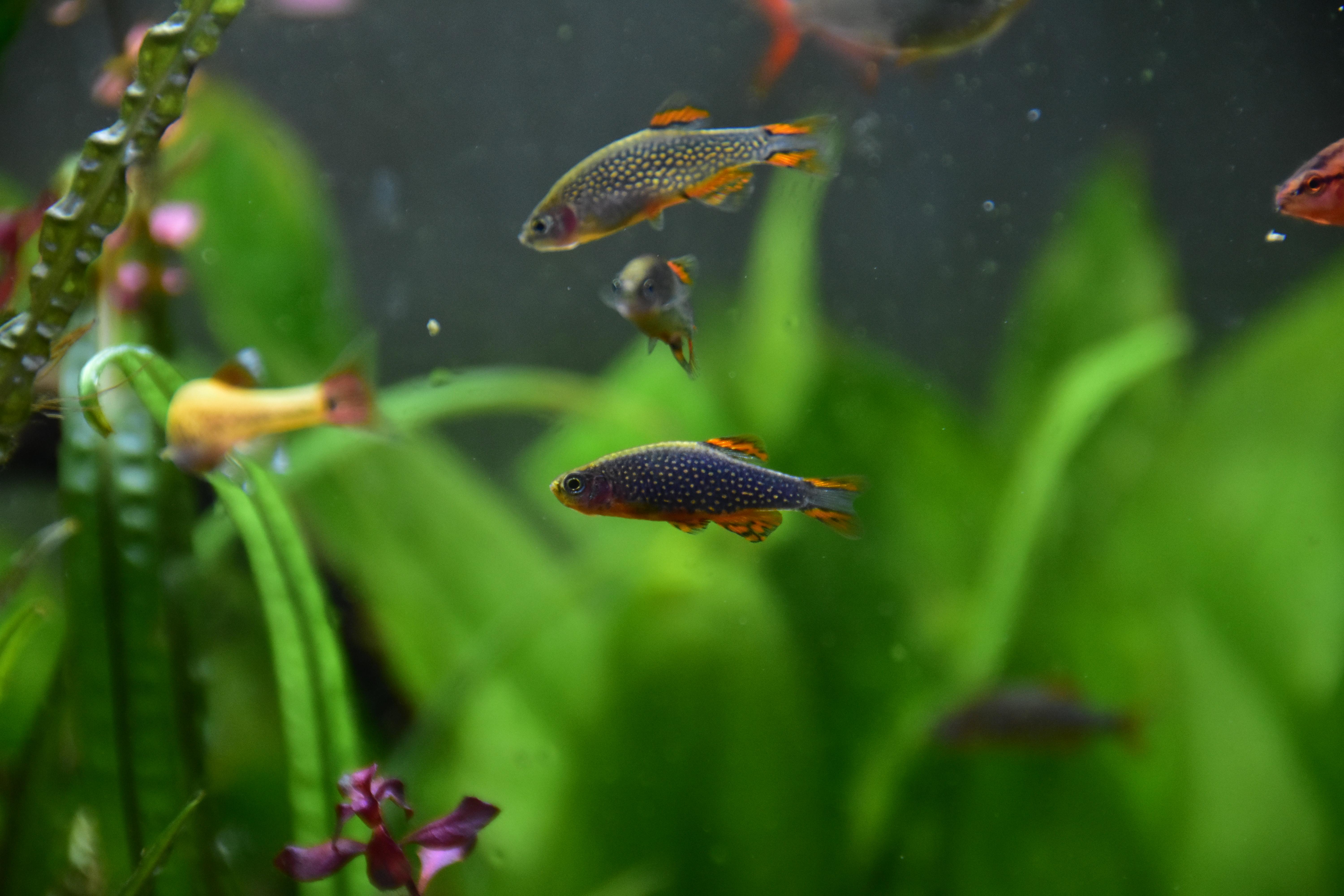 Celestial pearl danios r/PlantedTank