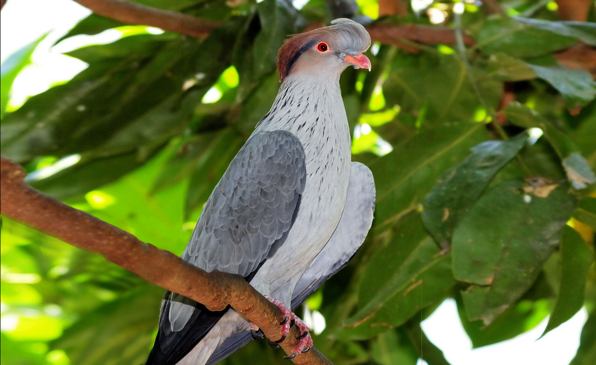 Topknot pigeon r/PicsOfUnusualBirds