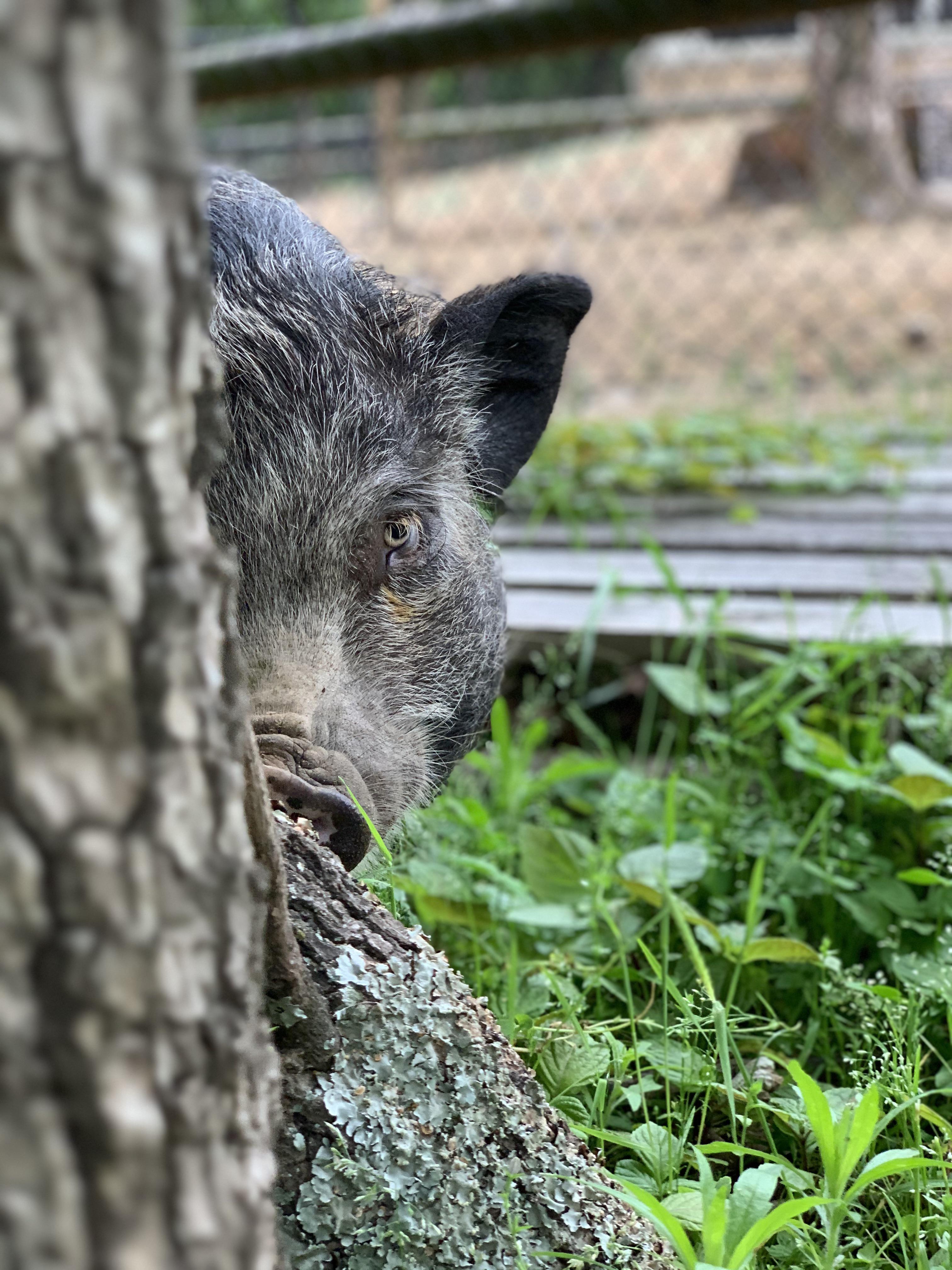 My favorite picture I’ve ever taken of any of my pigs Peter Porker