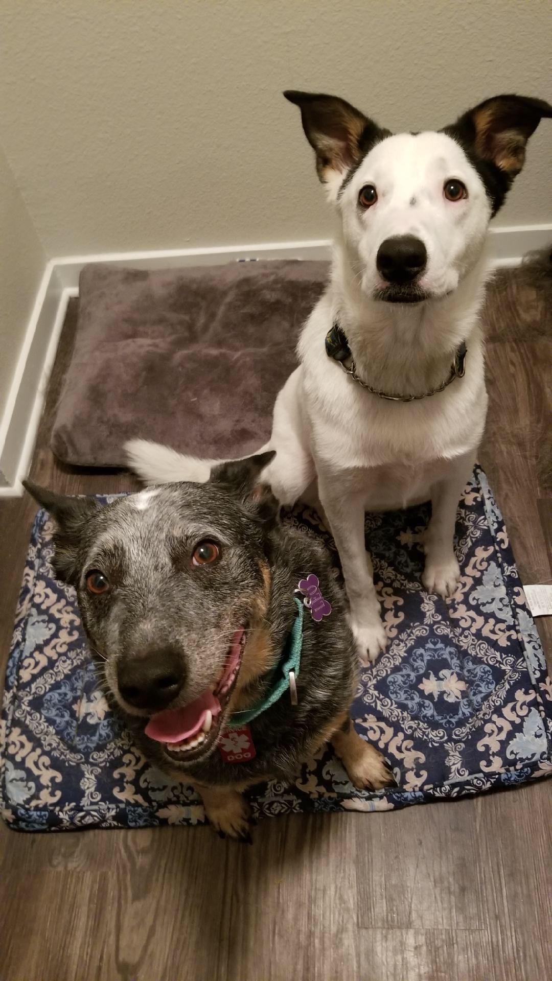 My dog Yoni (white) is being dogsat...looks like my boy made a friend