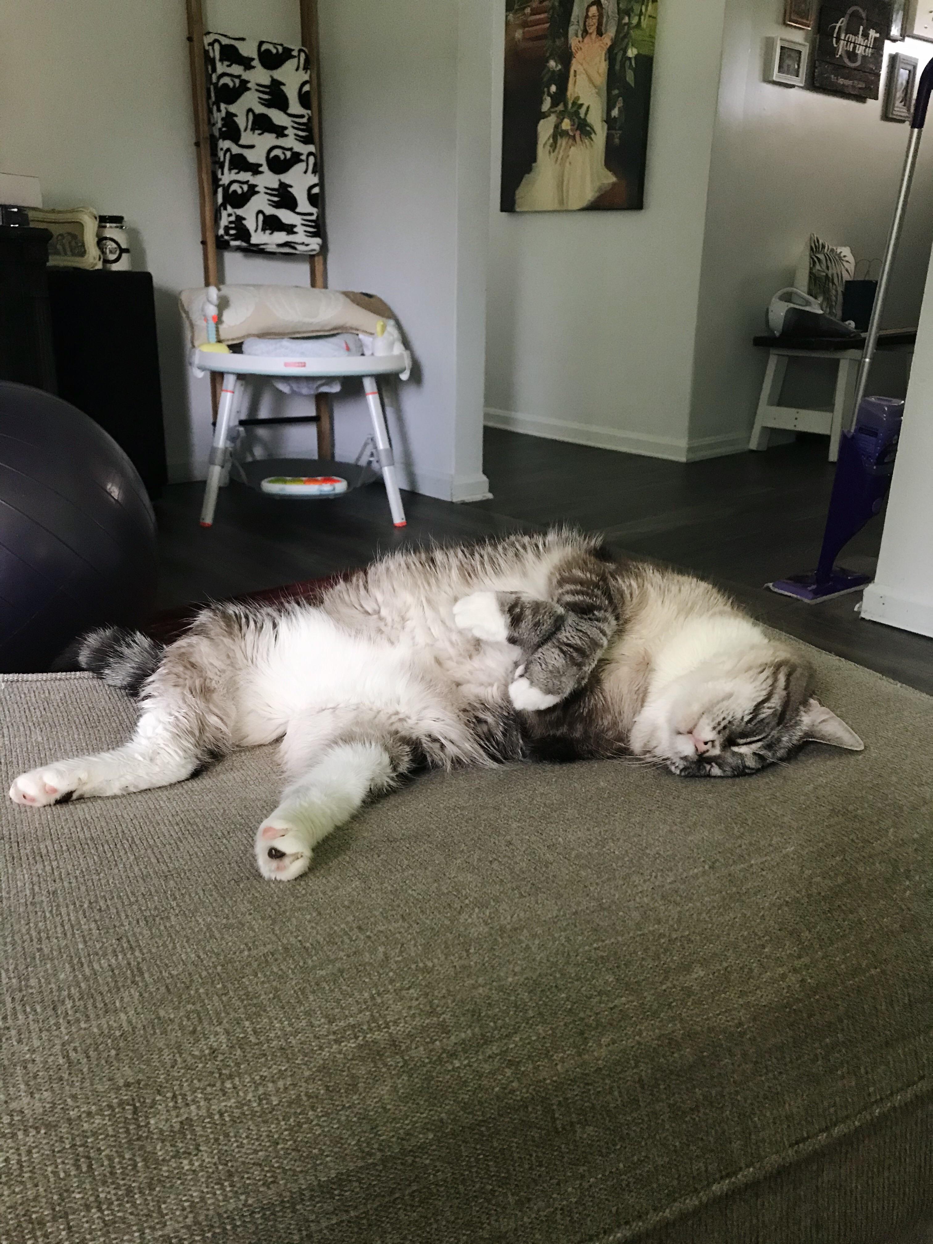 This is Delilah aka Deli meats aka Meats and this is what we dub “Meats