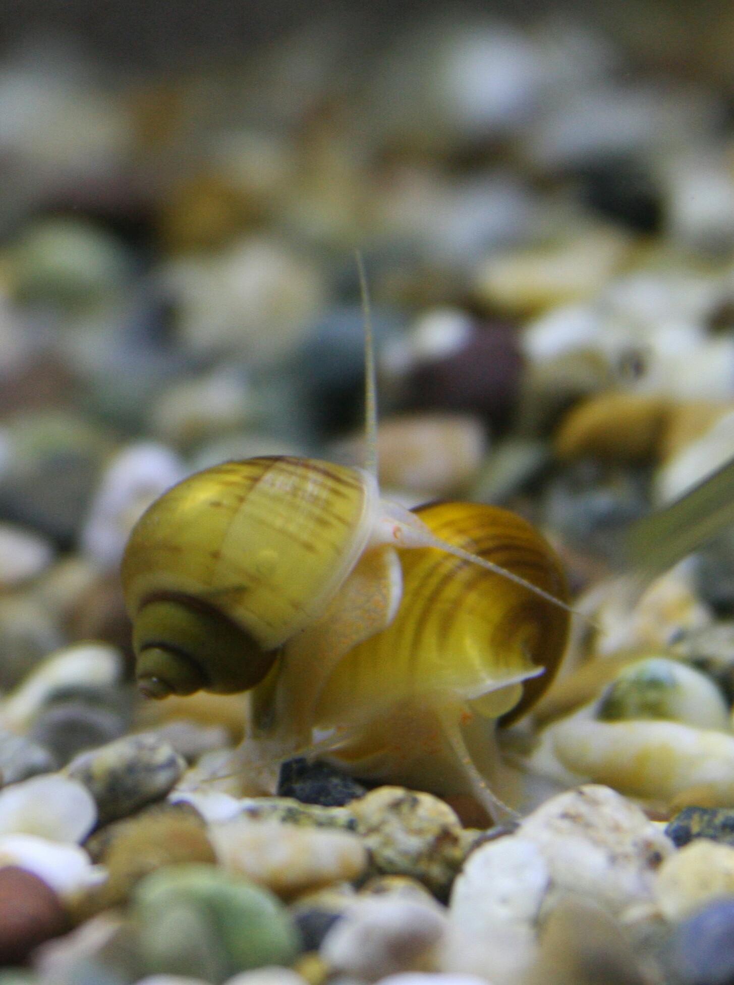 My baby mystery snails from my first clutch are growing so fast and I