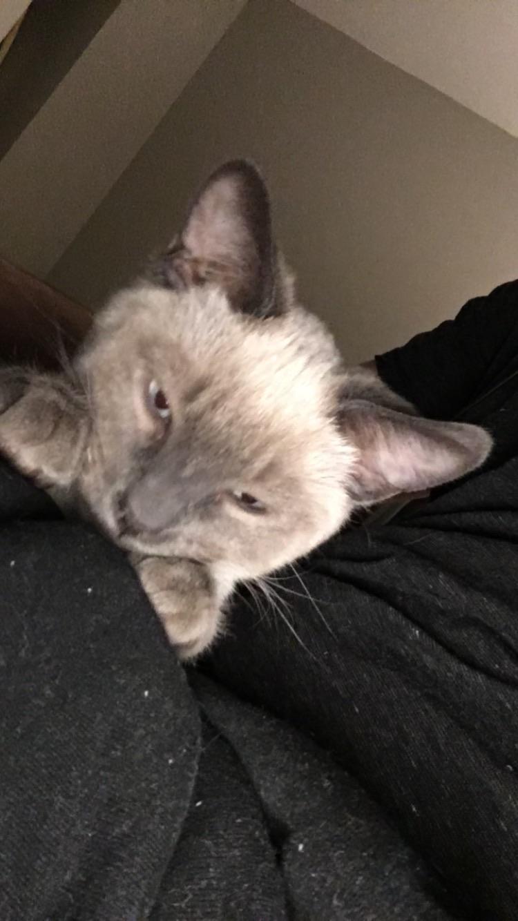 Any reason why my kittens ear (the one on the right) is starting to