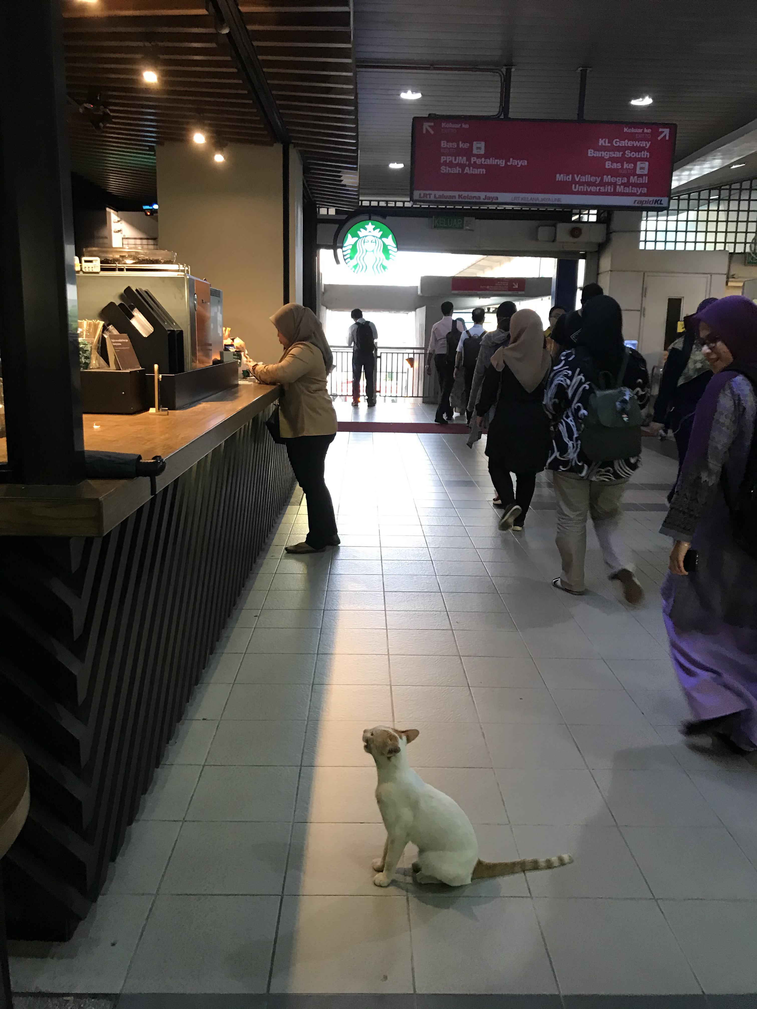 Cat wants a Starbucks drink. r/cats
