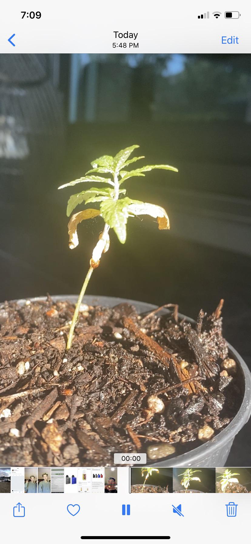 Can this plant be revived or is it dead? (First grow) r