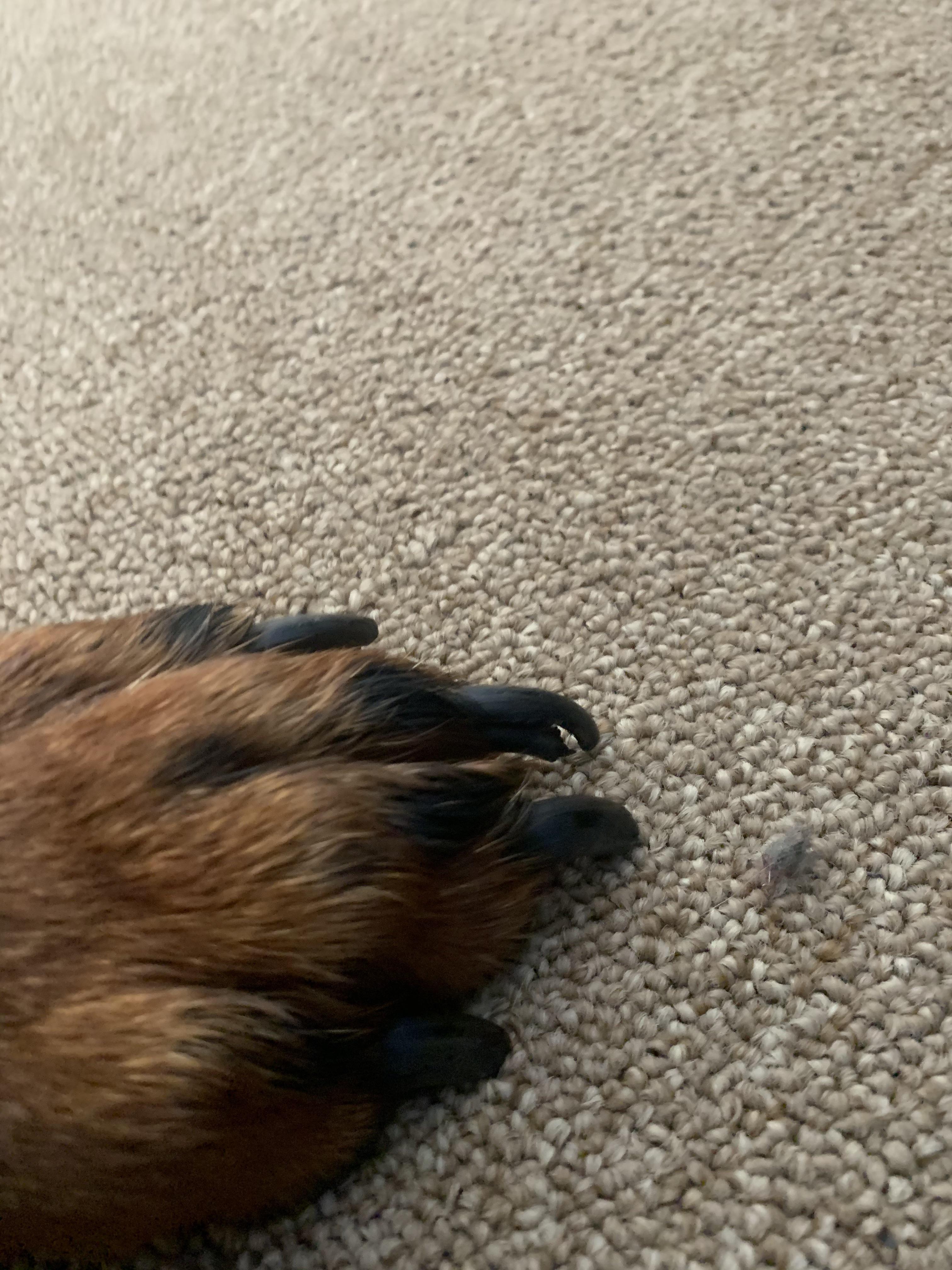 My Rottweiler split his nail. Should I buy clippers and try to trim his nails or take should I