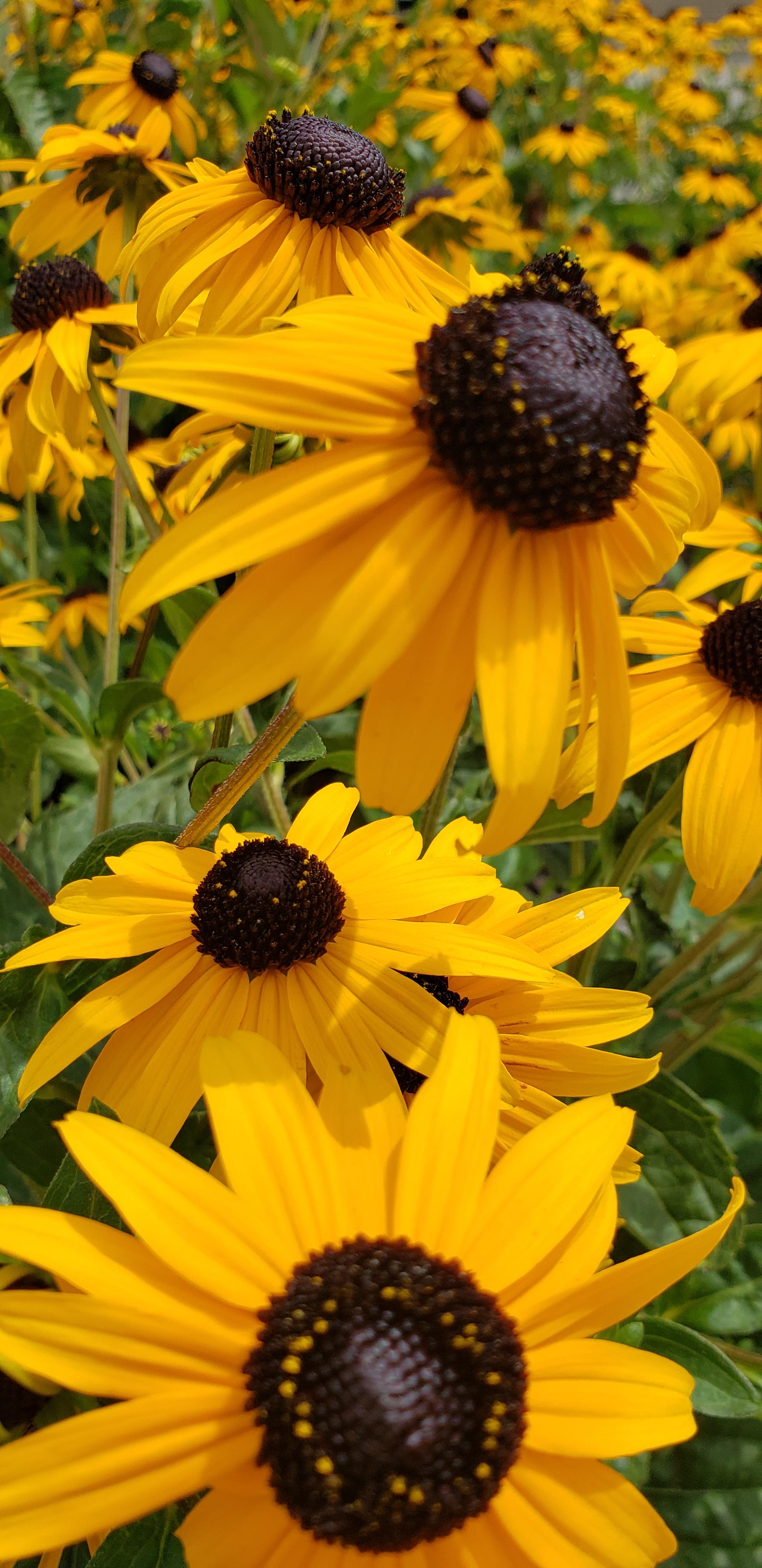 TTM Brown eyed susans r/flowers