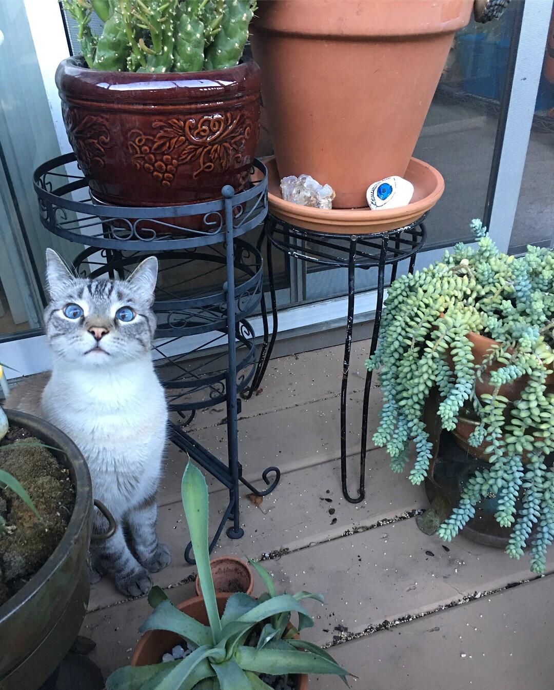 Plants and cats. r/succulents