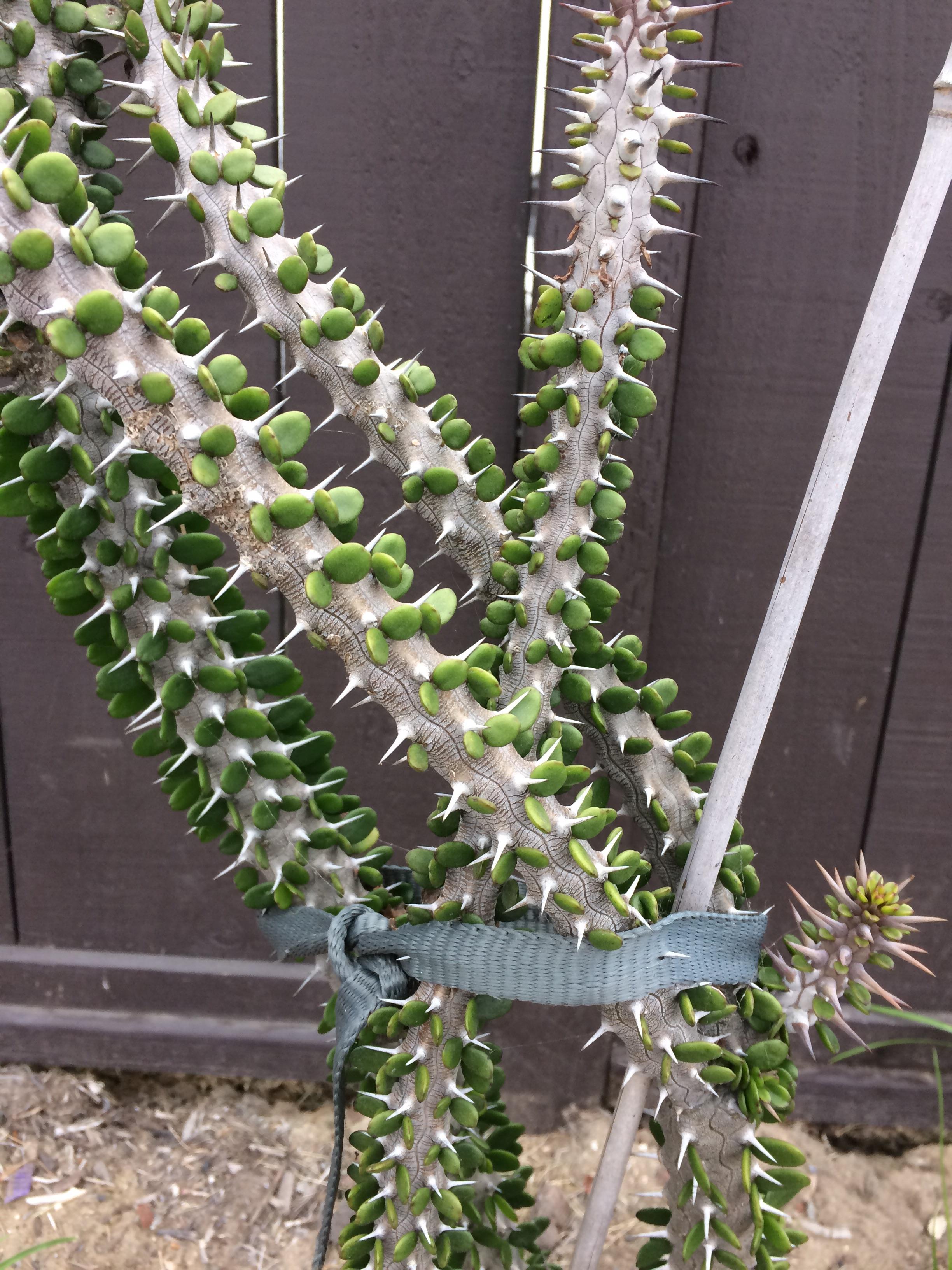 Mindblowingly interesting plant in San Diego California r/whatsthisplant