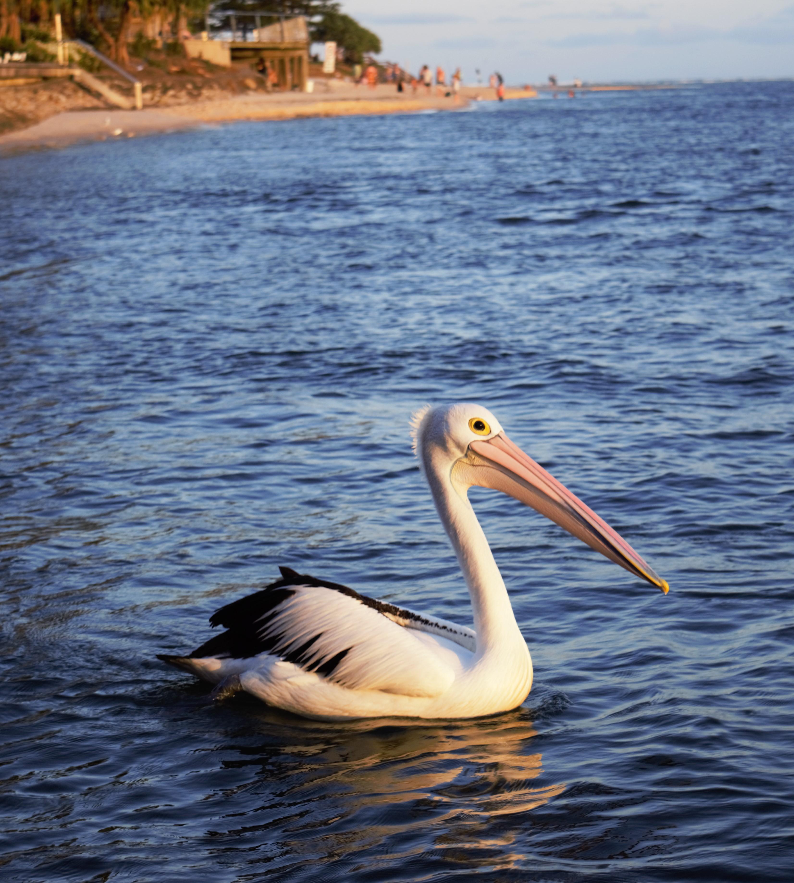 Giant sea chicken r/pics