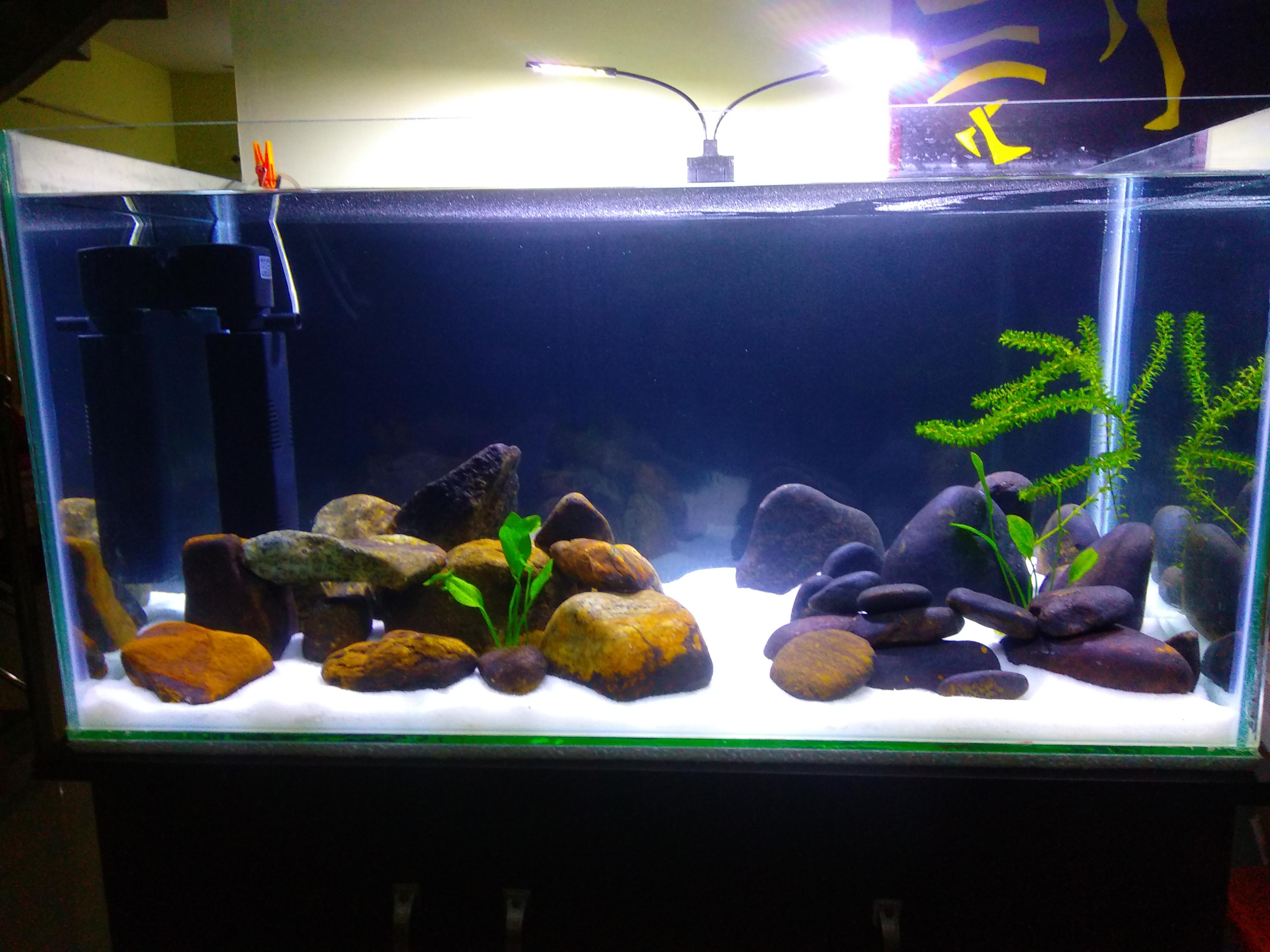 My low budget 65g mbuna tank, stocking ideas please r/Aquariums