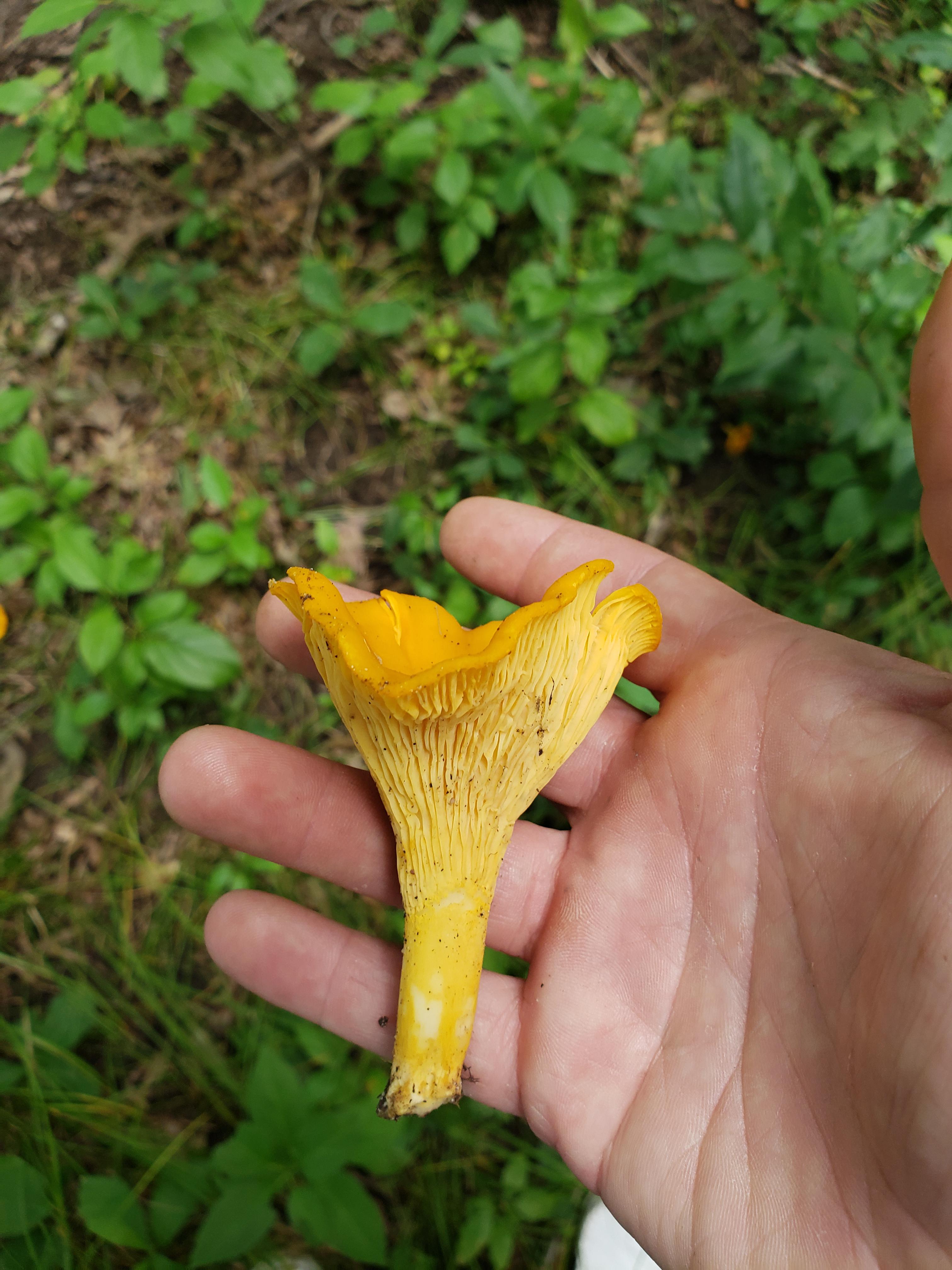 Chanterelle? r/mushroom_hunting