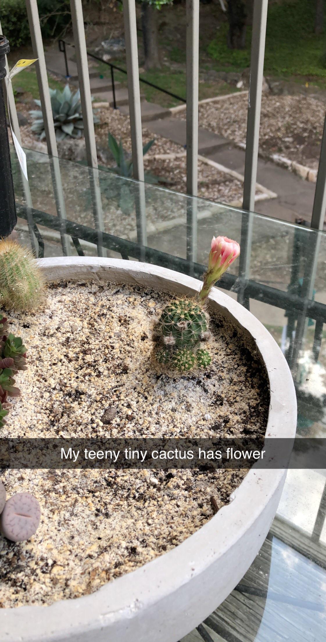 My little cactus bloomed a couple of weeks ago. (The flower died the