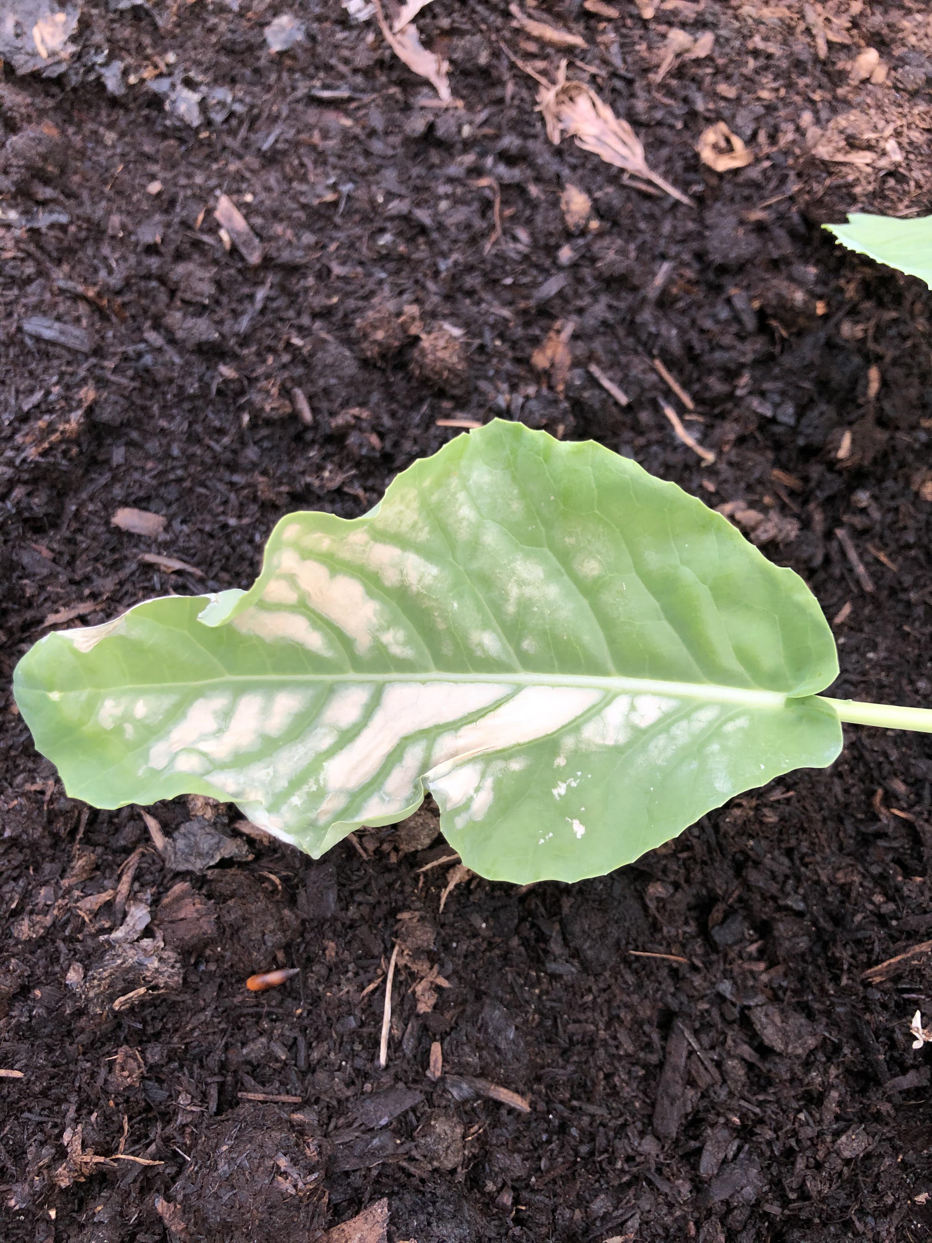 Why are some of my cauliflower and broccoli leaves turning white? r