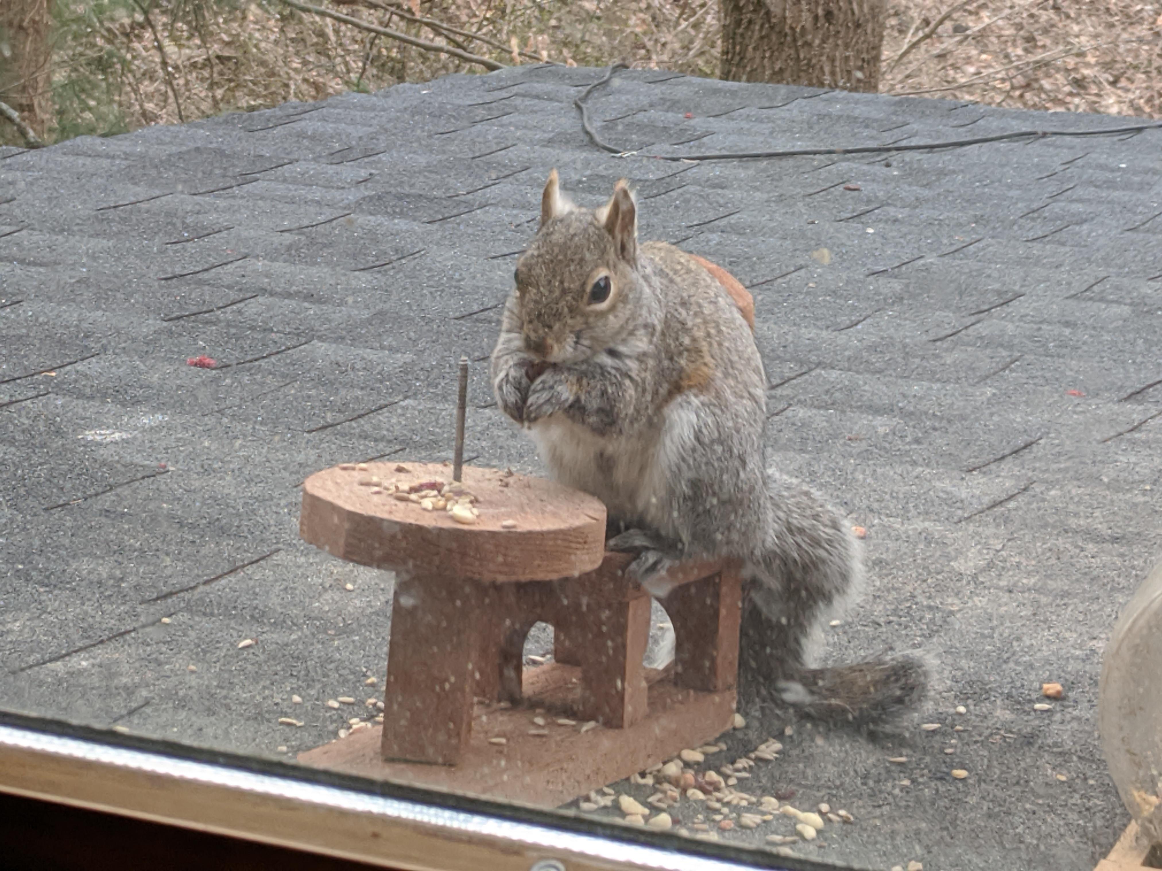 My squirrels are using their little patio furniture! r/aww
