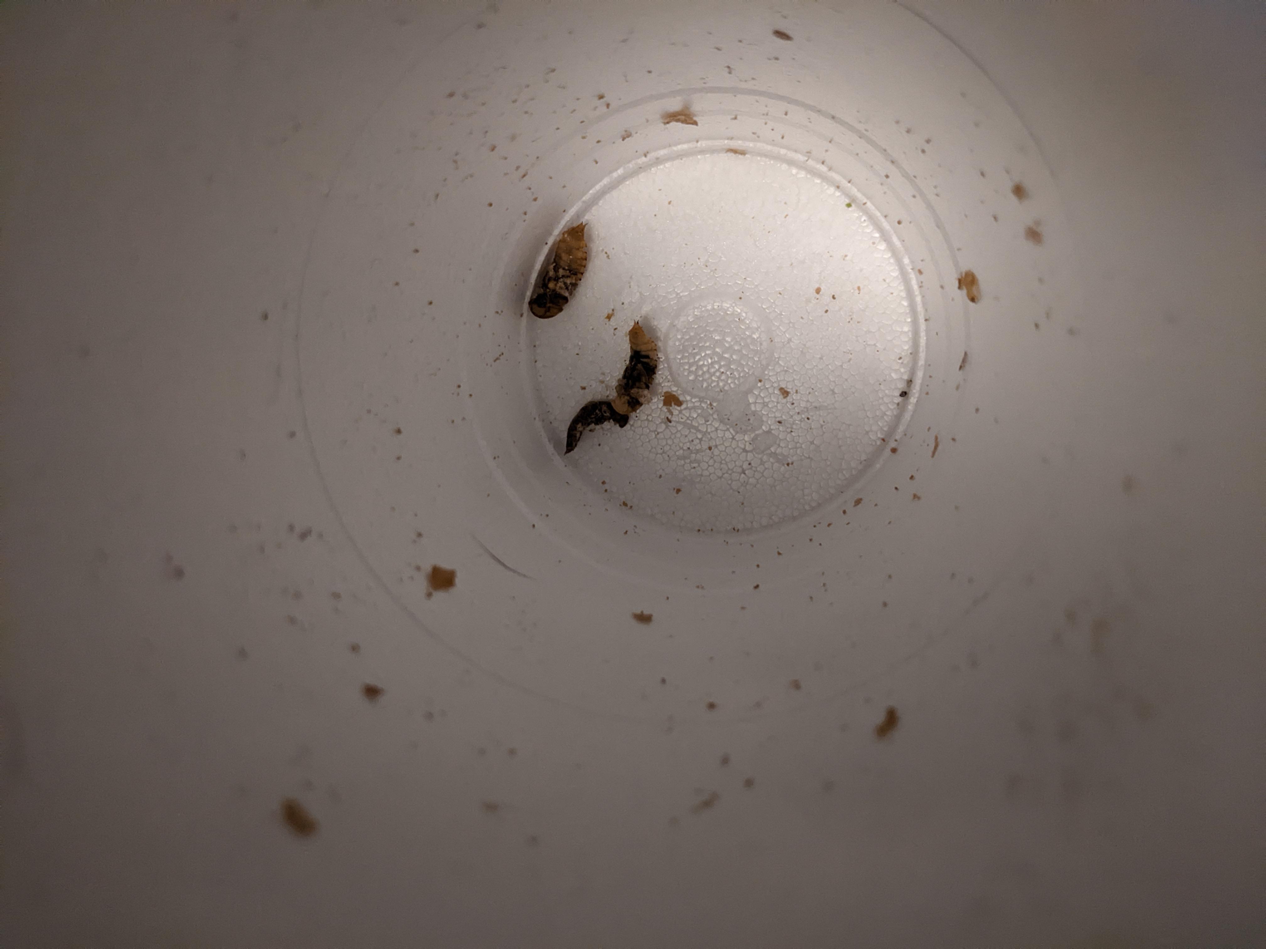 dead pupa troubleshooting see comment r/mealworms