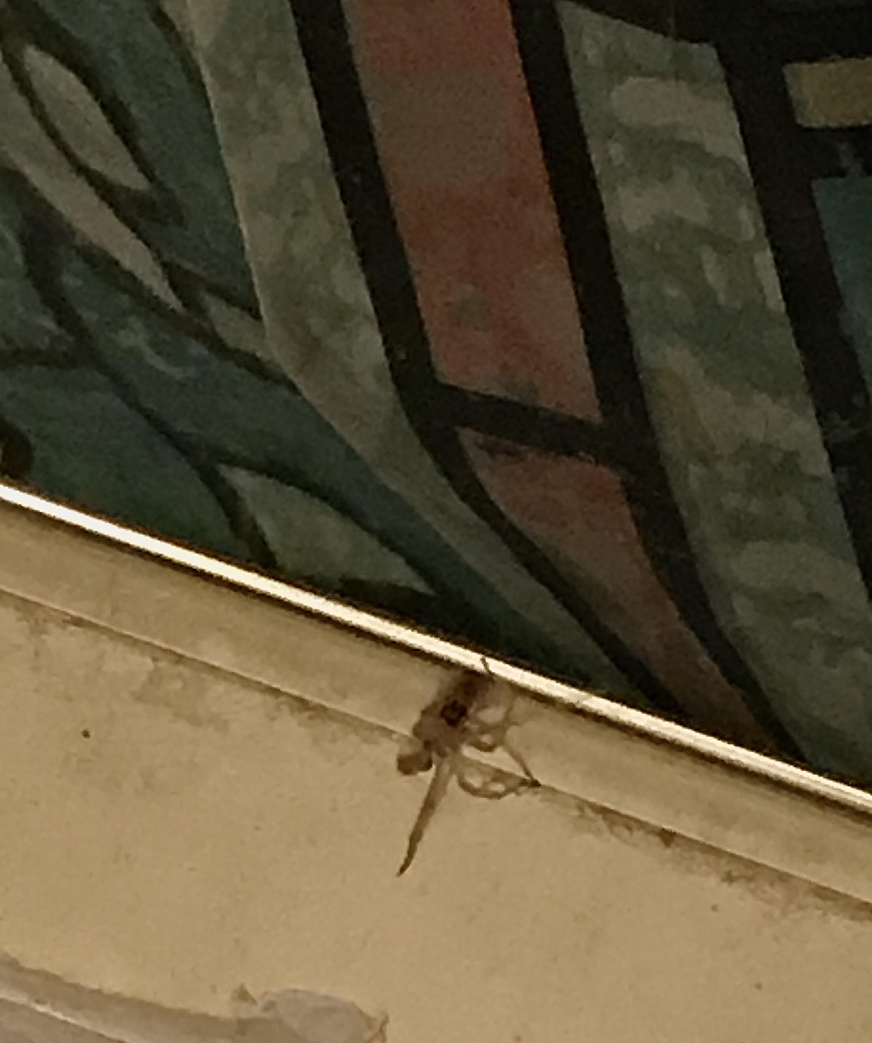 Found a spider with only half its legs crawling on the bathtub r