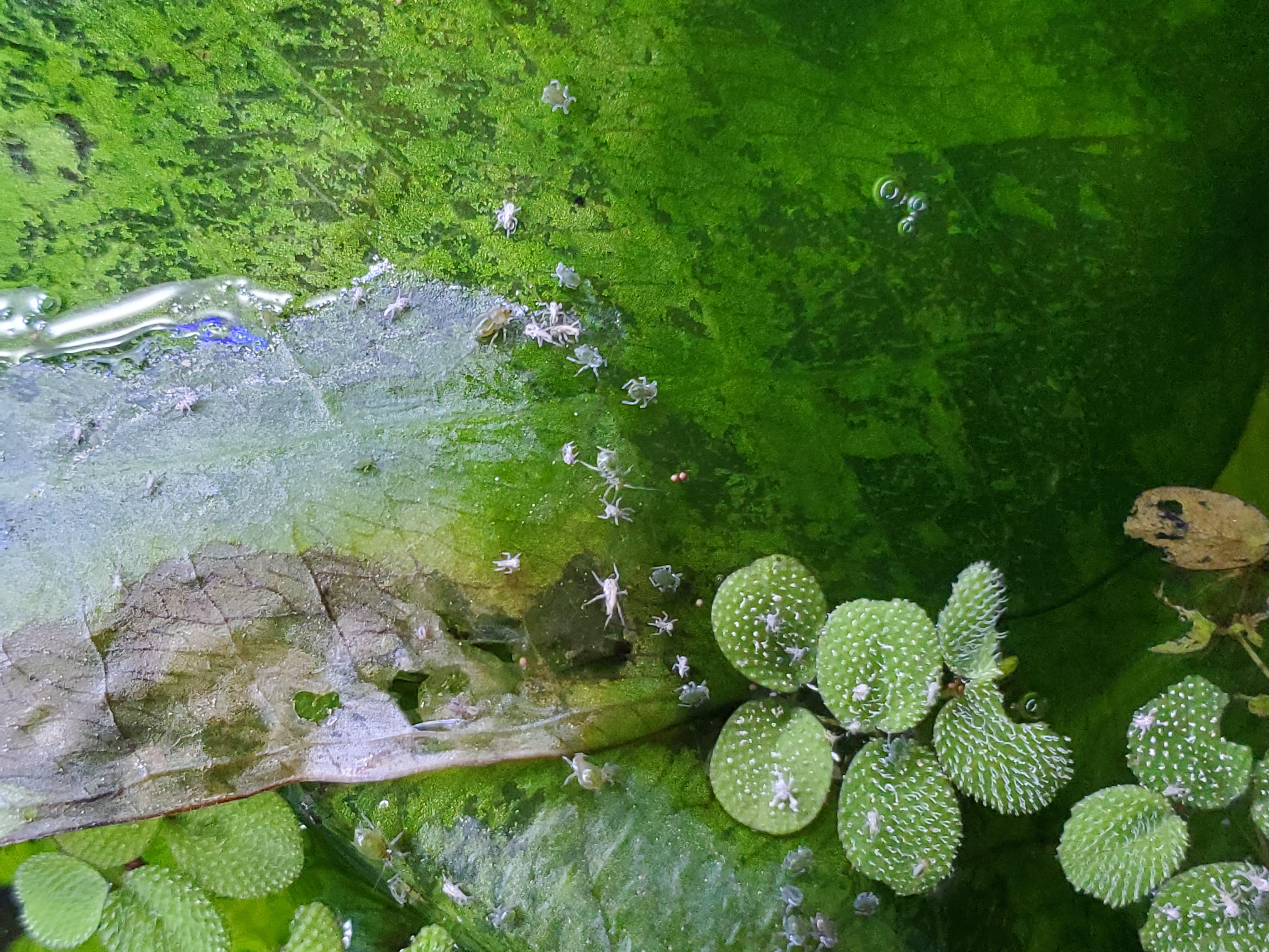 What are these tiny bugs living on the surface of my aquarium? r