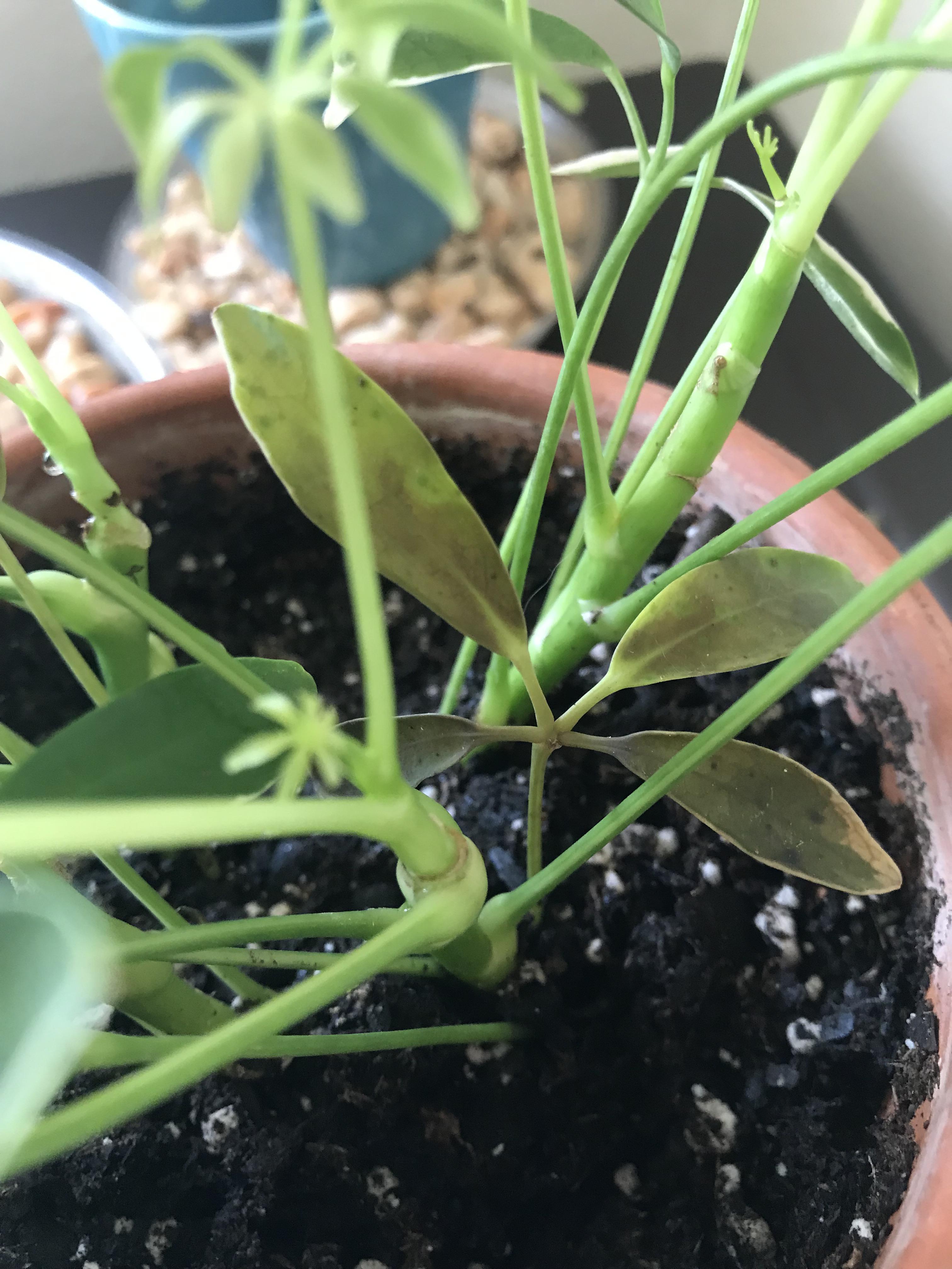 I need Schefflera help! Leaves are turning black and dropping quickly