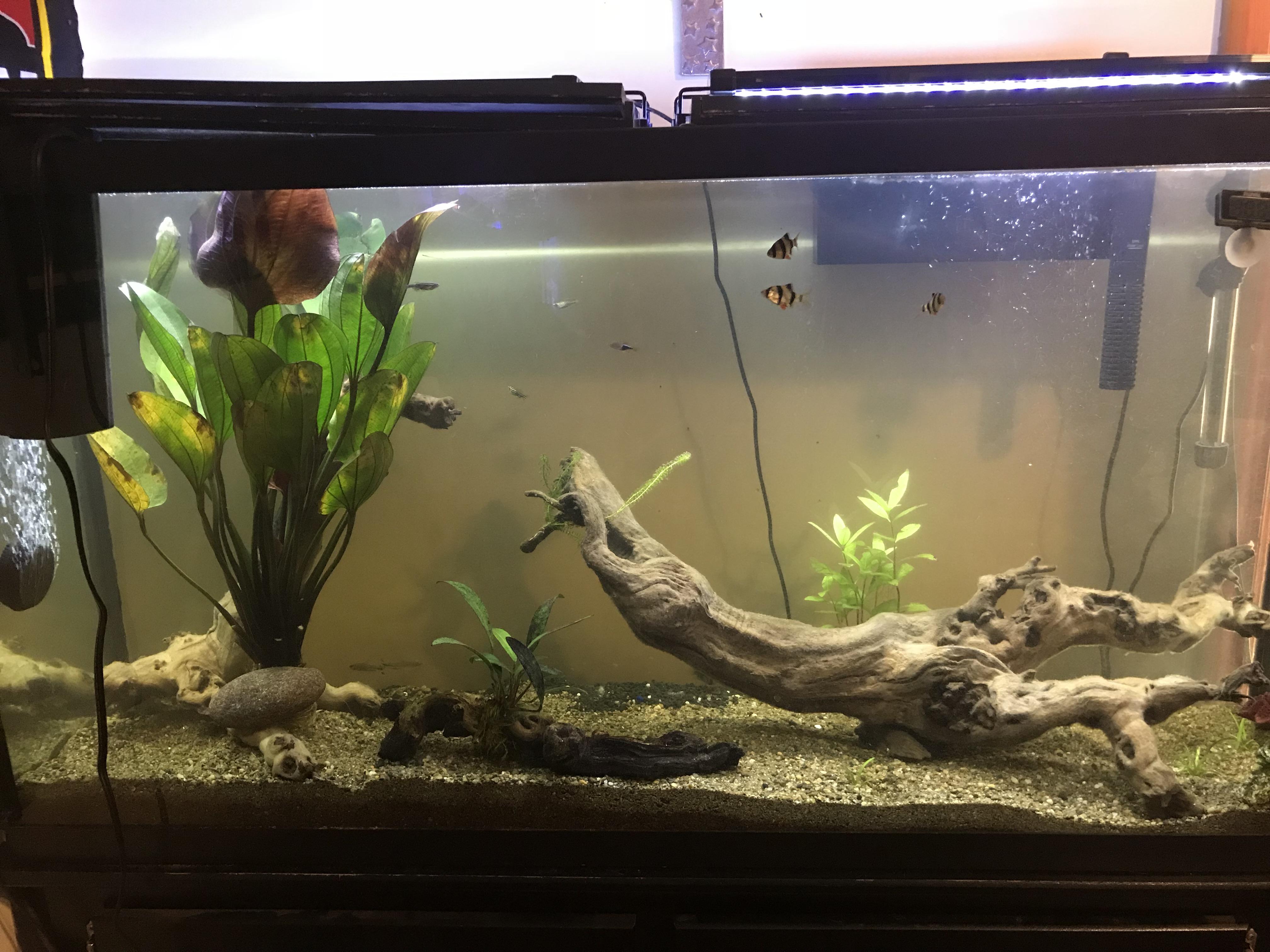 Update on 60g aquarium with river sand. Pictures can’t do it