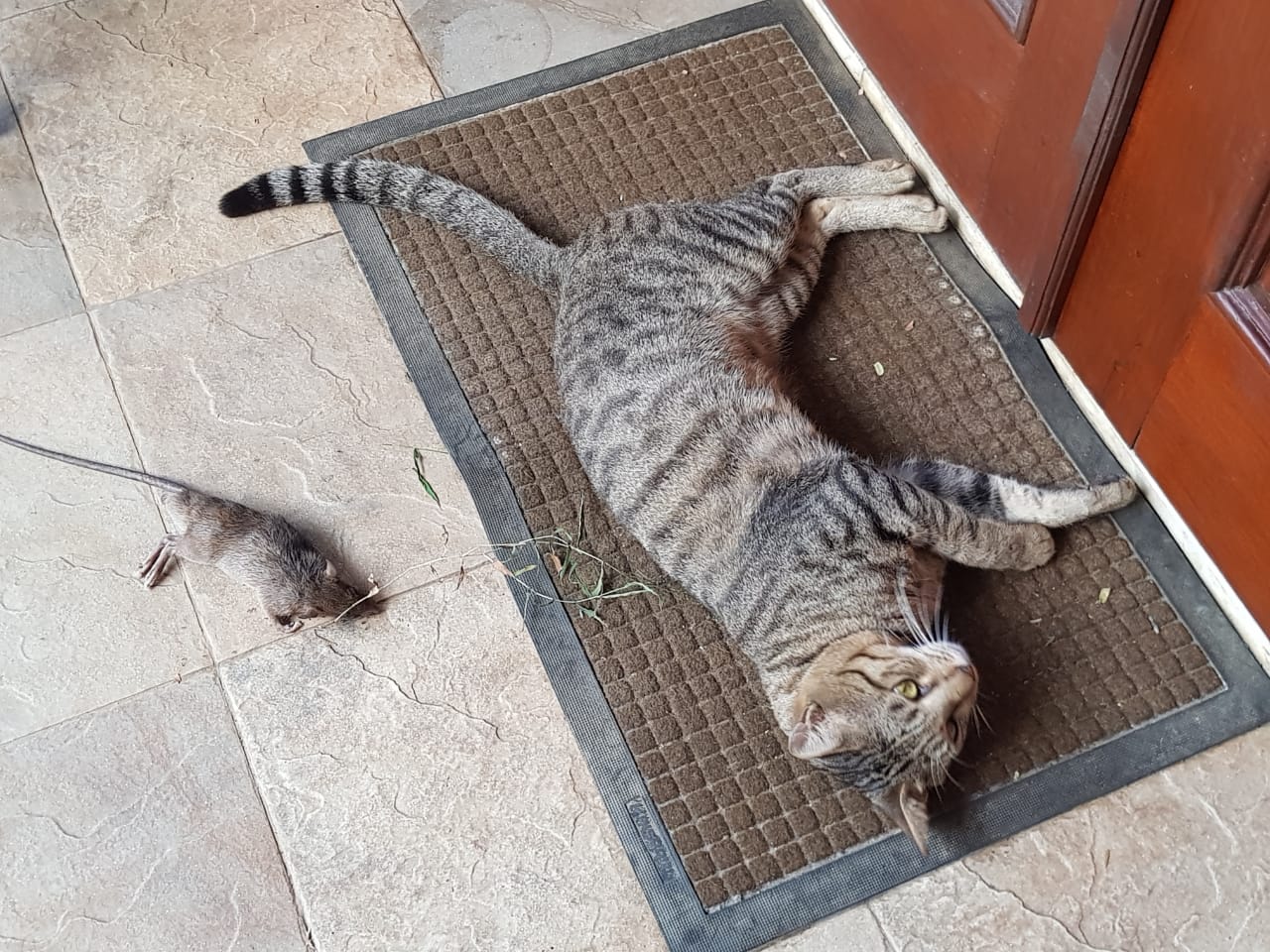 My cat gave me a present today! Hope I'll use it someday! r/cats