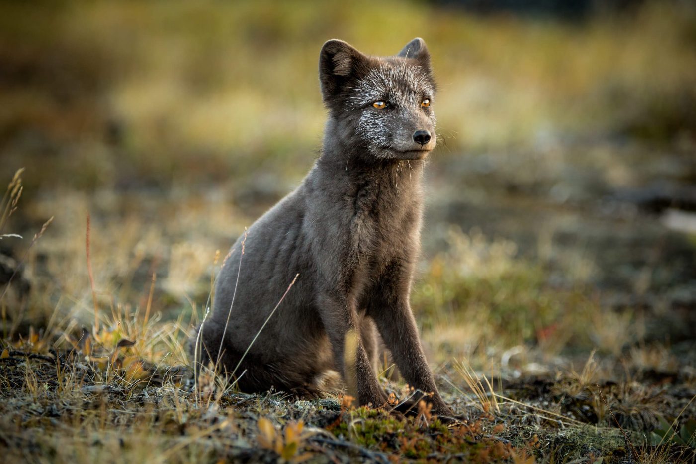 Arctic fox in his summer coat r/aww