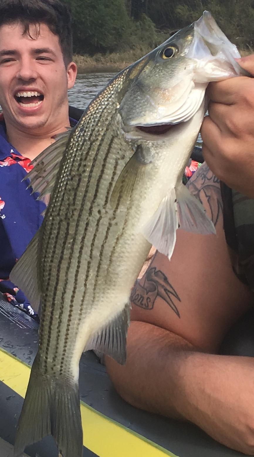 Wiper or Striper? Caught in a tributary leading to the Kansas River