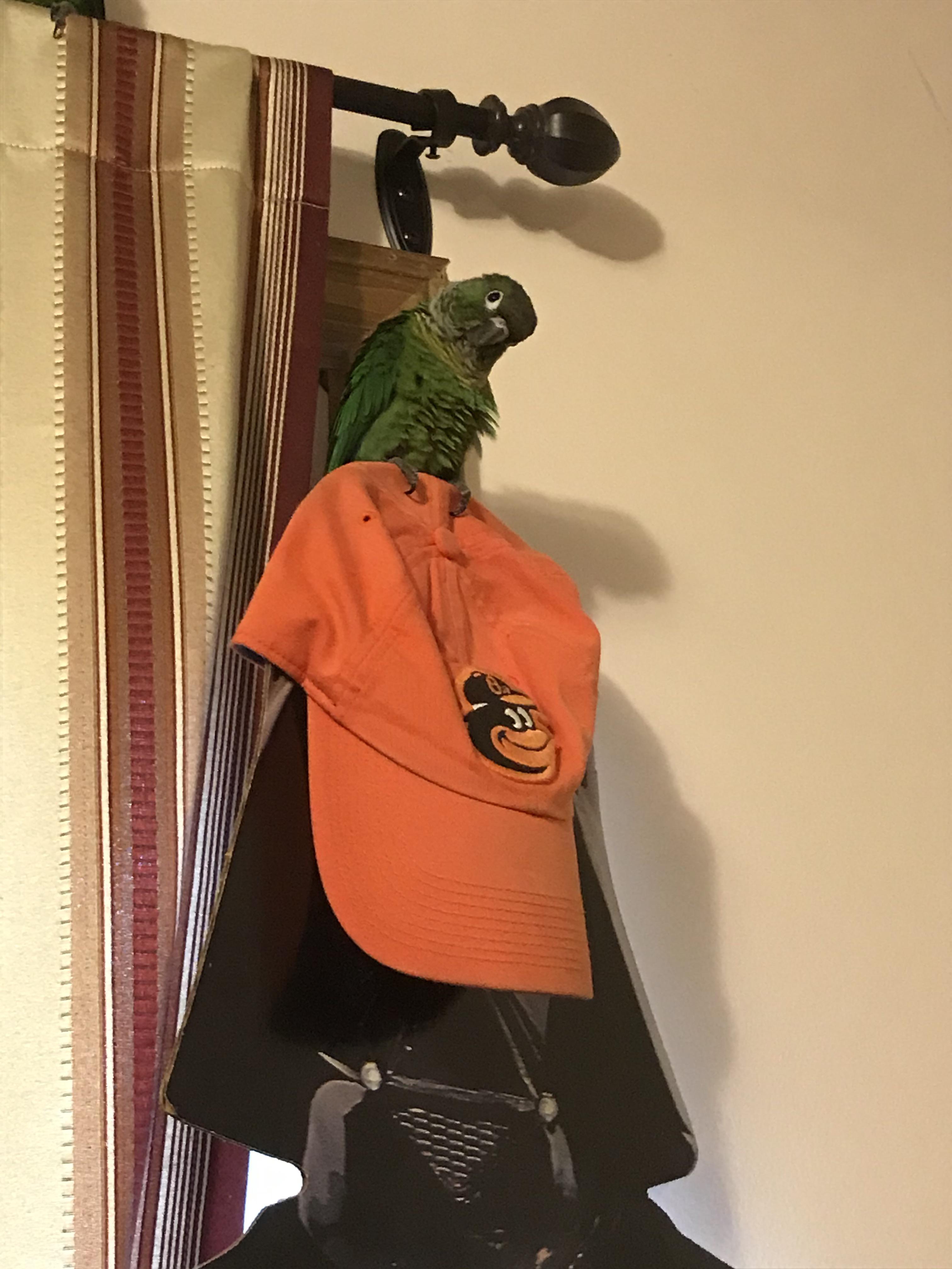 Teko is an Orioles fan! r/Conures