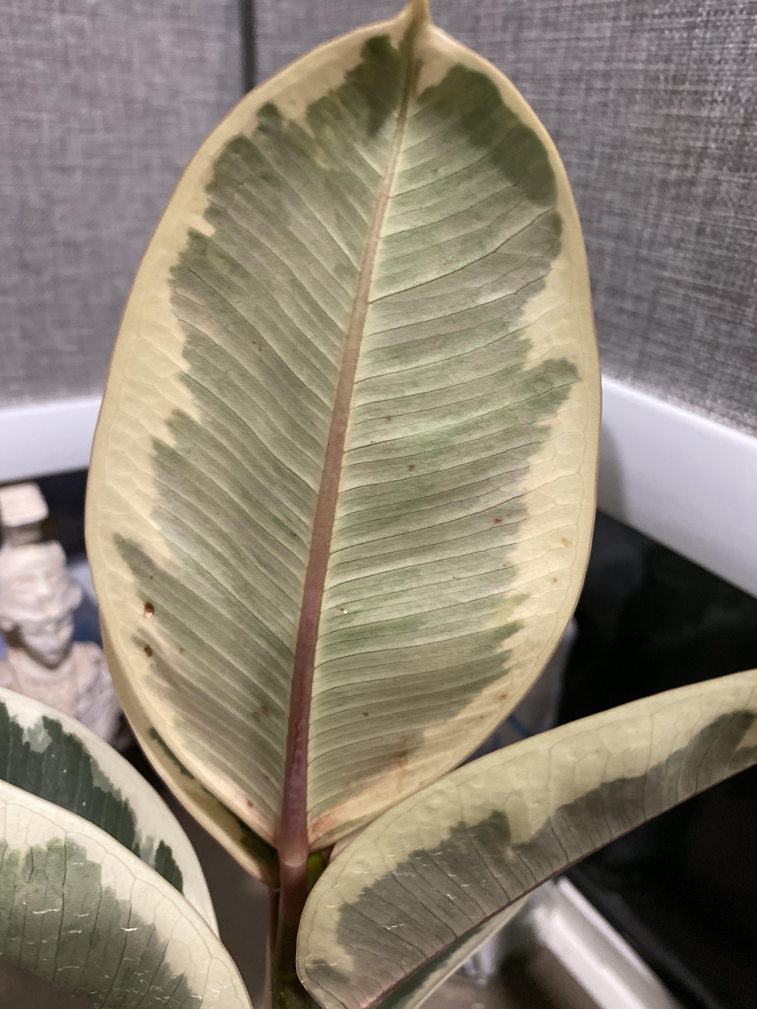 what are these brown spots on my rubber plant? r/plantclinic