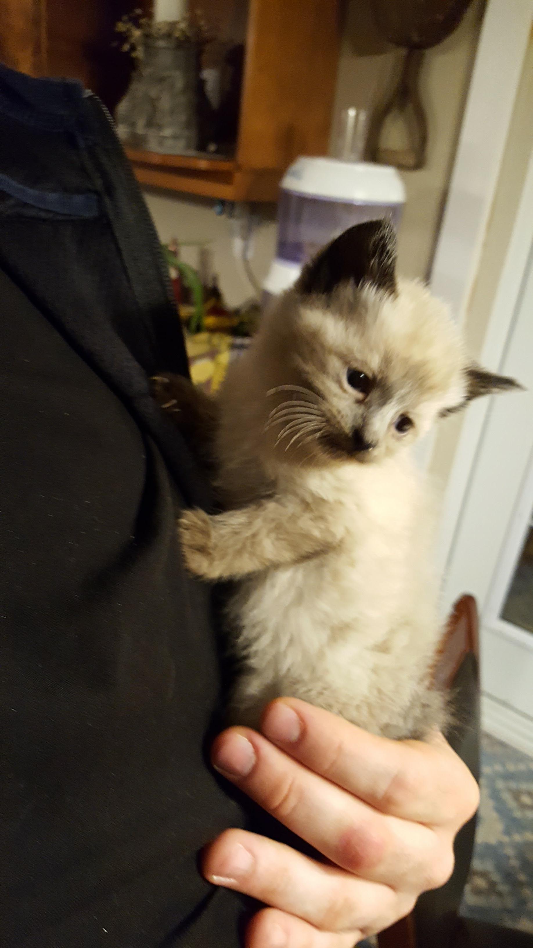 Cat For Adoption Kijiji The W Guide