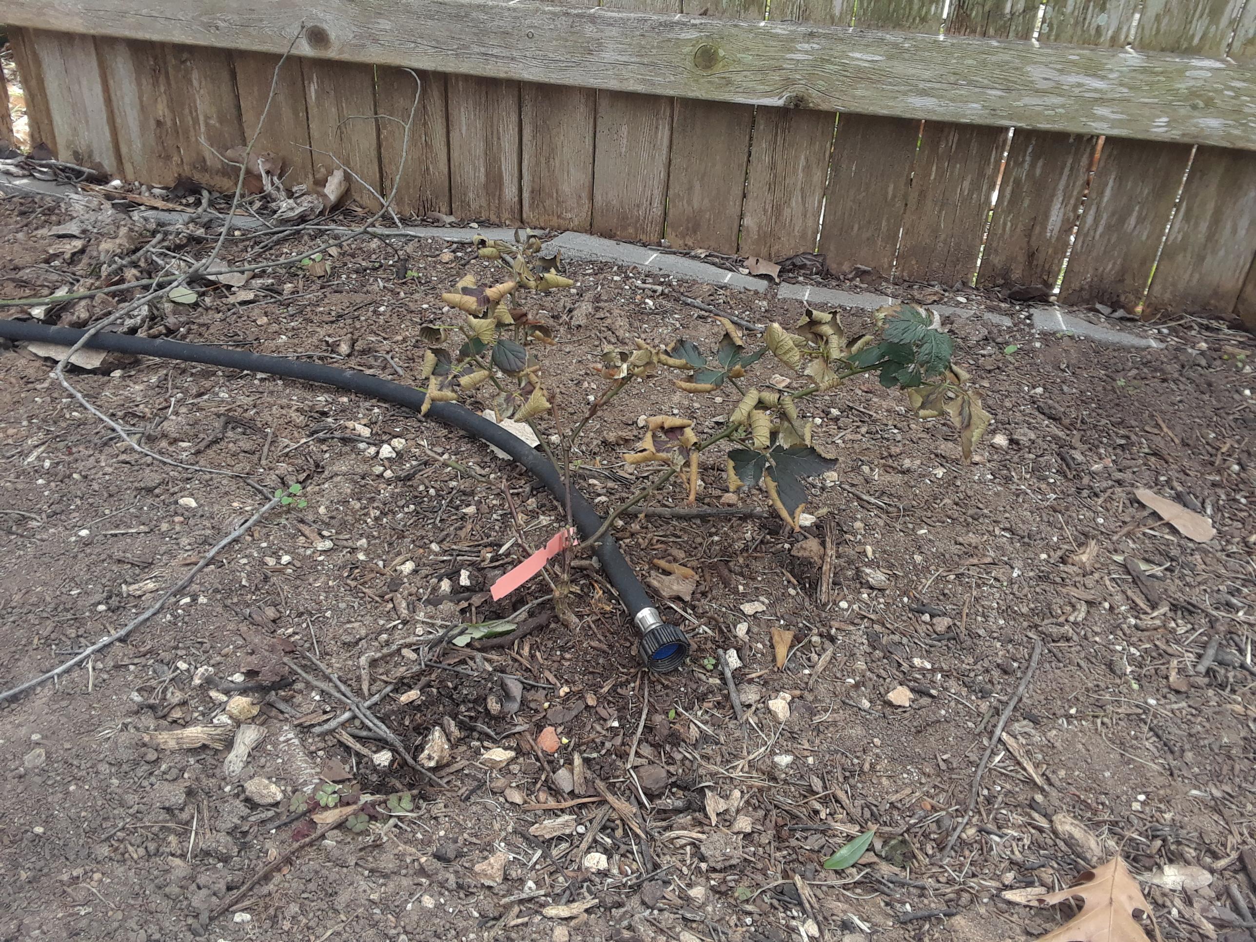 Blackberries Zone 8B at Serena Bailey blog